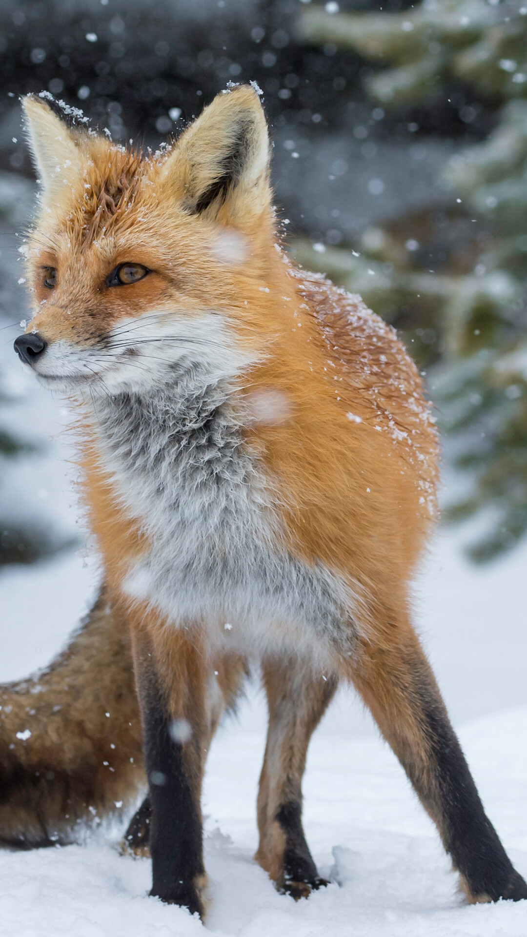 Fox: Named for its reddish or orangish coloration. 1080x1920 Full HD Wallpaper.