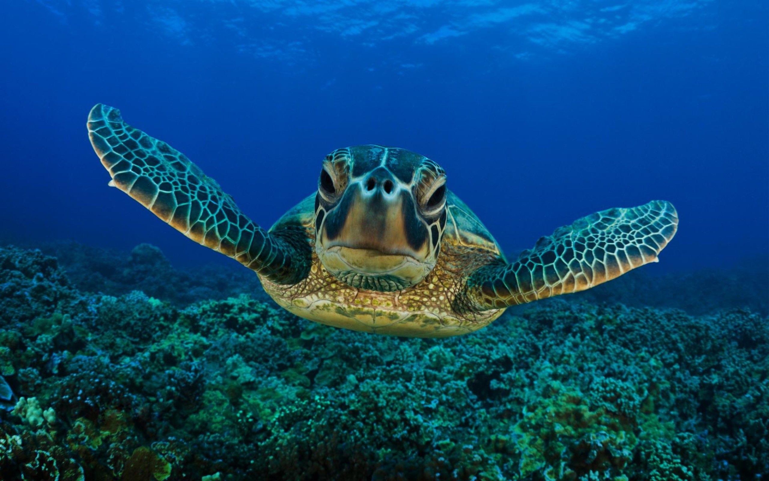 Turtle: The shell is made up of two parts: the carapace and the plastron. 2560x1600 HD Background.