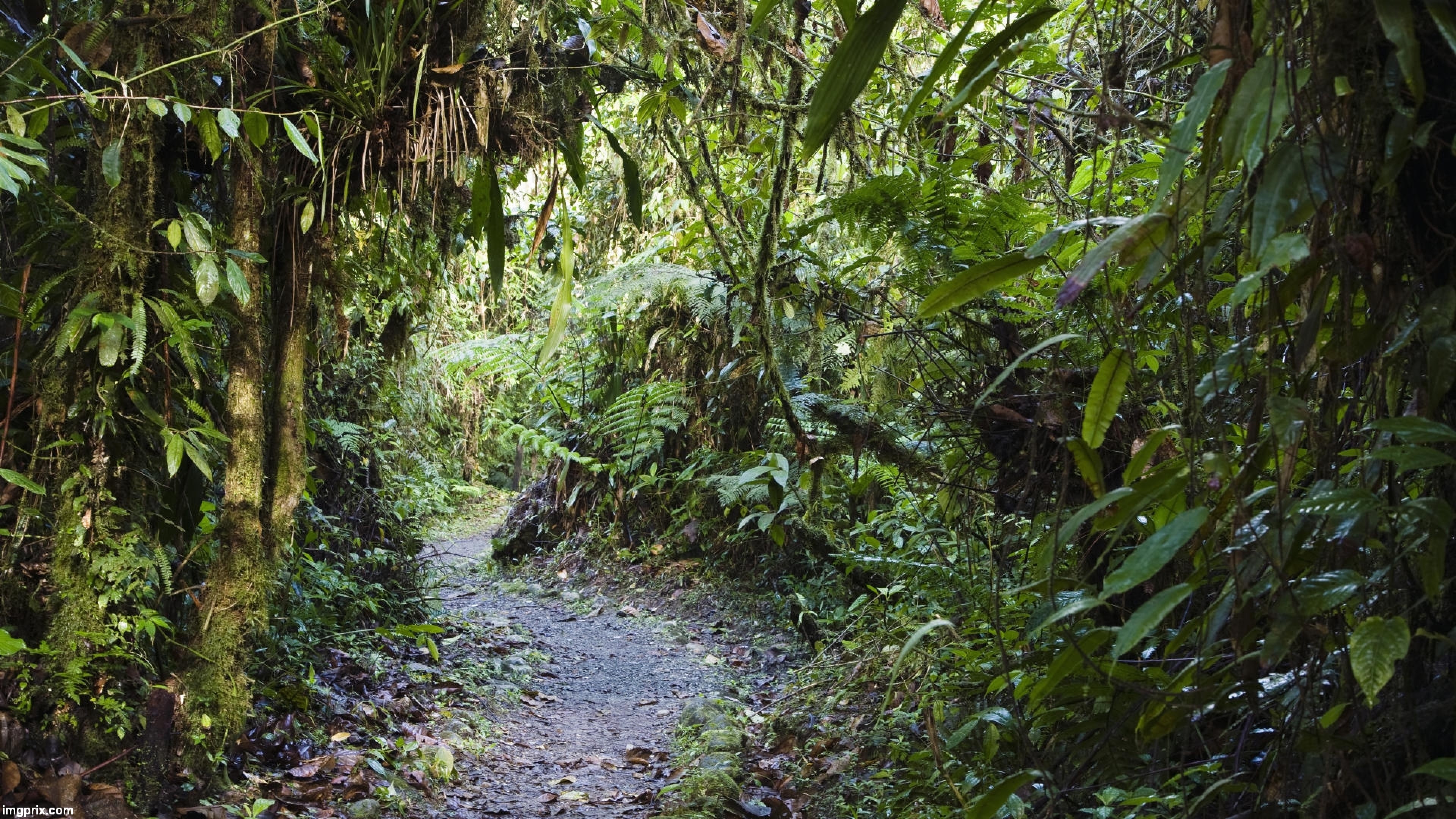 Enchanting rainforest, Nature's wonder, Vibrant ecosystem, Eco-tourism destination, 3840x2160 4K Desktop