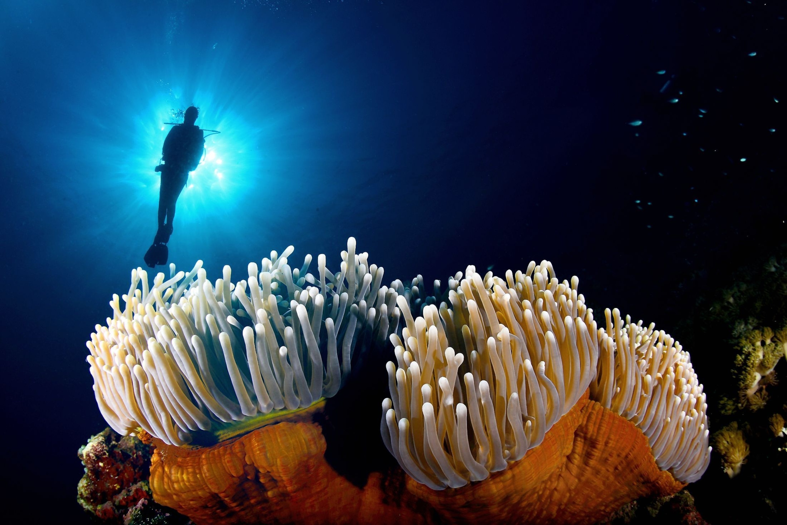Sea Anemones, National Geographic, 3080x2050 HD Desktop