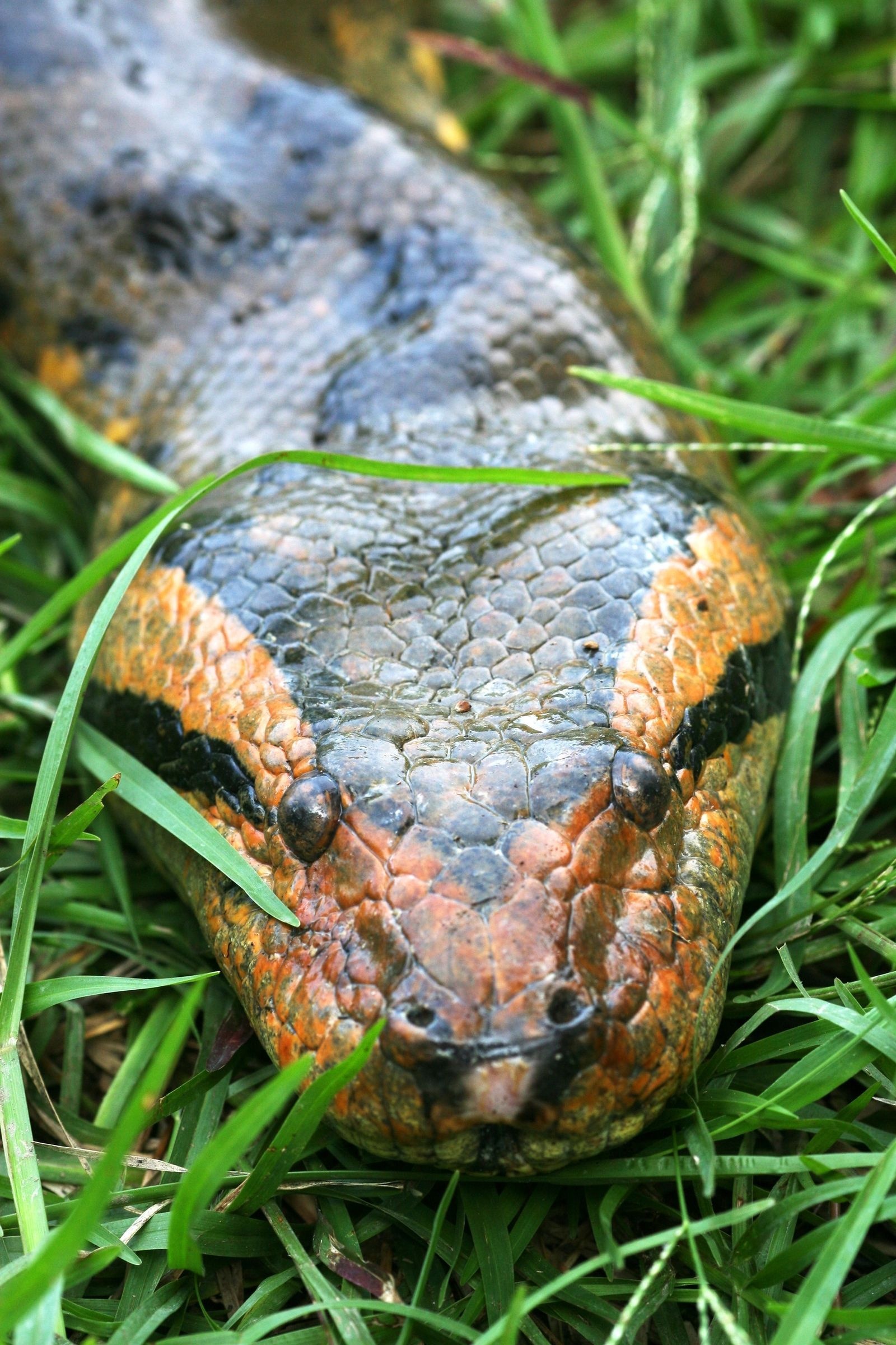 Anaconda, Toughest animals, Anaconda snake, Snake photos, 1600x2400 HD Phone