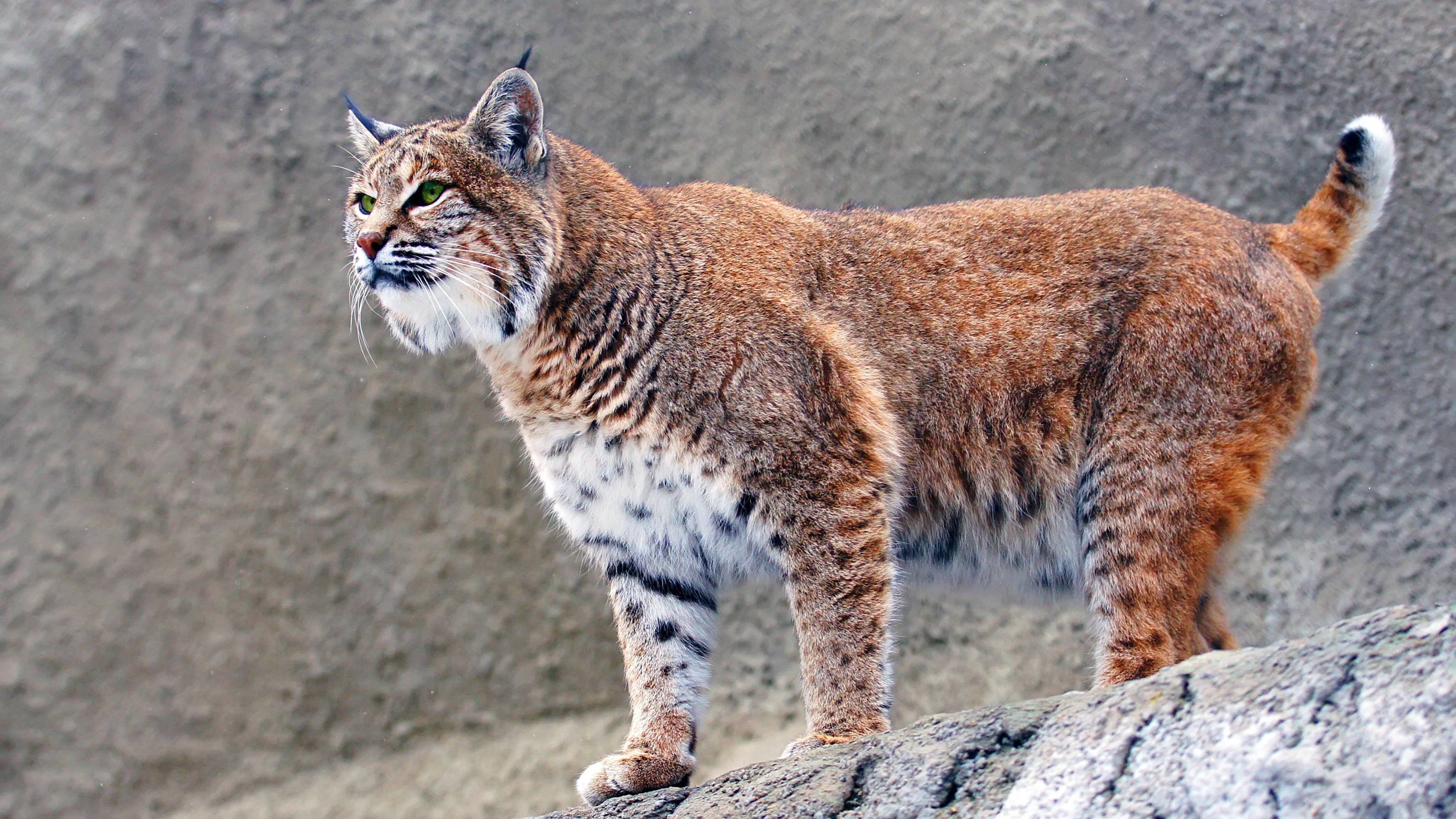 Majestic lynx, Captivating wallpaper, Wild feline, Nature's beauty, 3840x2160 4K Desktop
