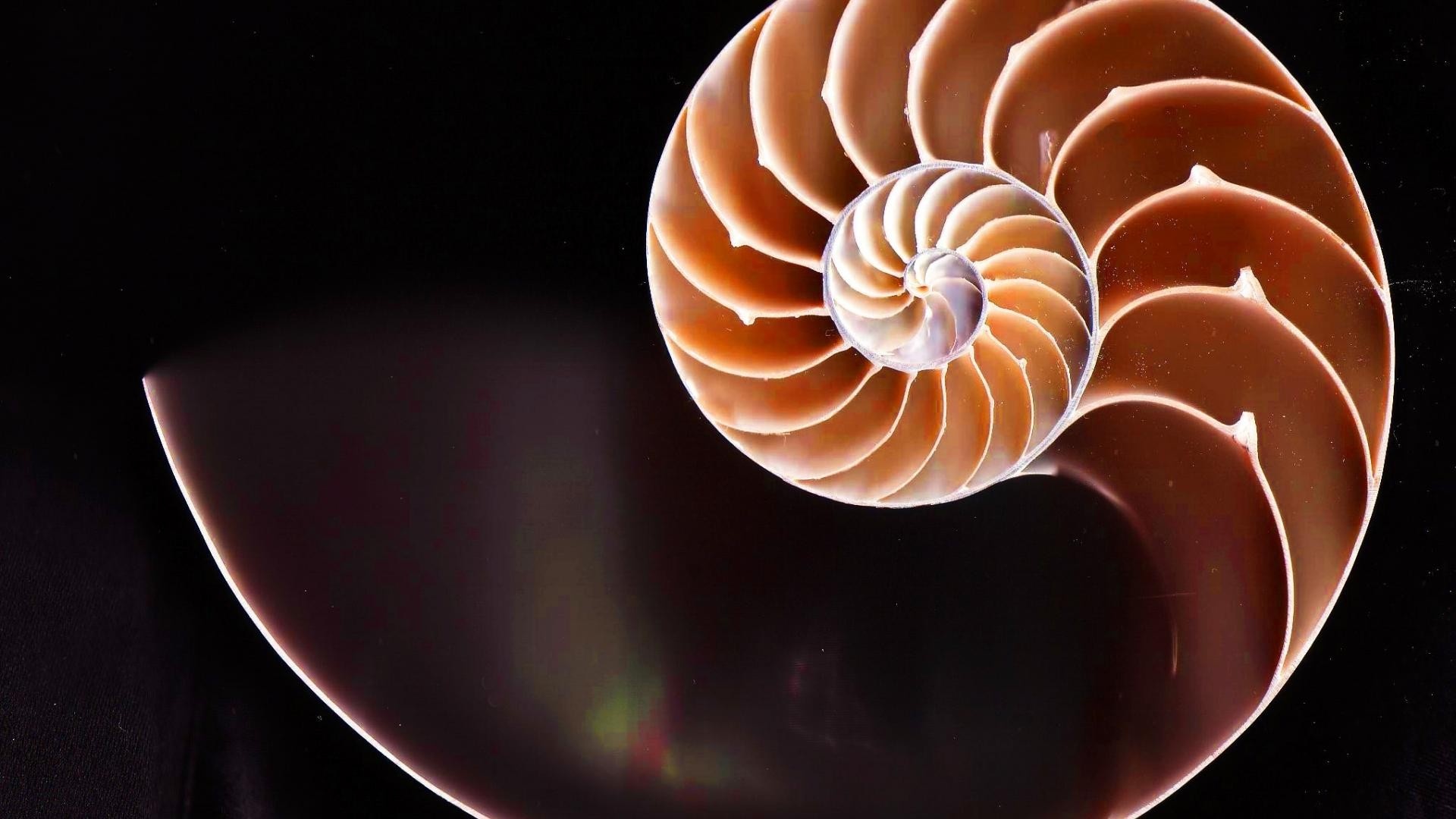 Golden Ratio: Nautilus shell, Fibonacci spiral, Natural symmetry, Divine proportions. 1920x1080 Full HD Wallpaper.