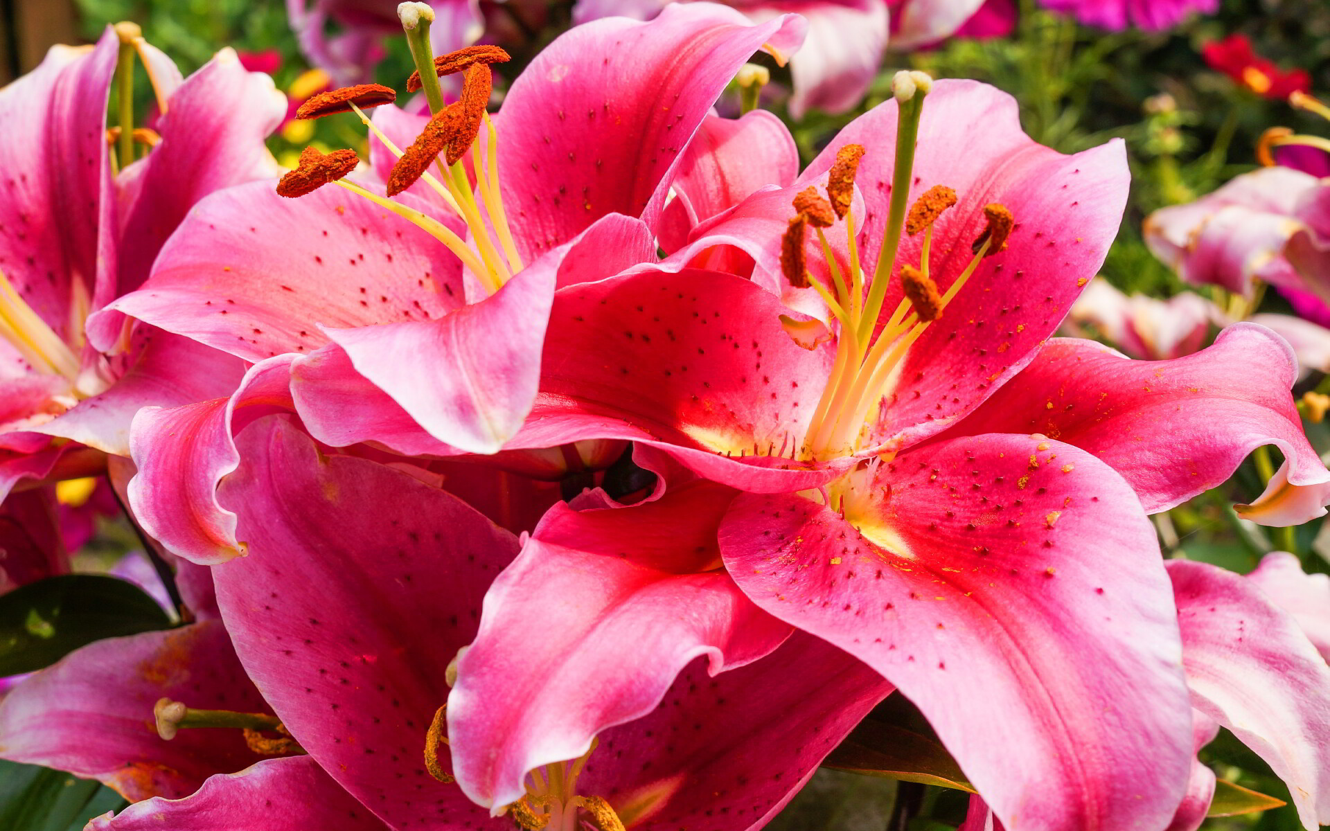 Lily: Plants of most species range in height from 30 to 120 cm, Lilium. 1920x1200 HD Wallpaper.