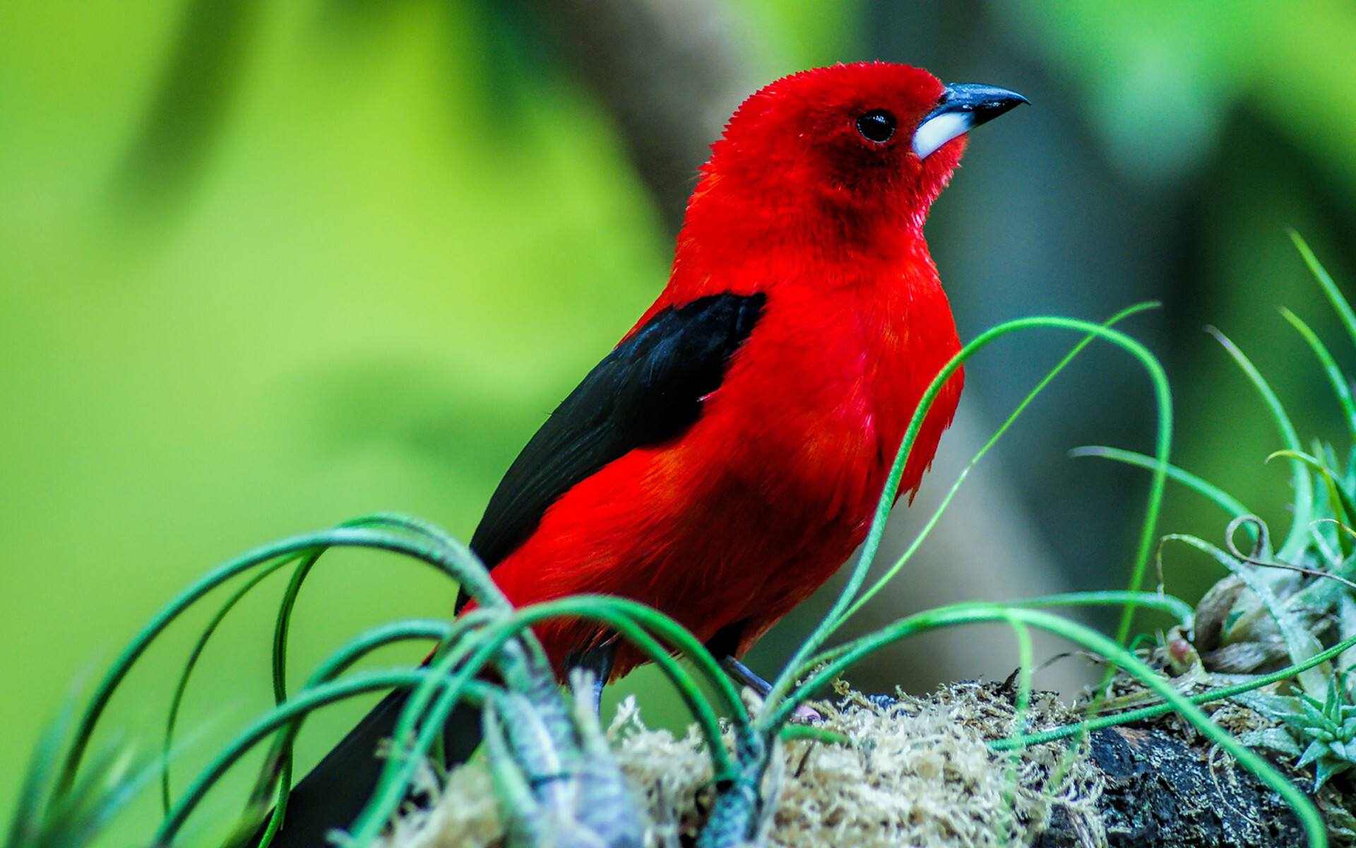 Bird: Brazilian tanager, Endemic to eastern Brazil and northeastern Argentina. 1920x1200 HD Background.