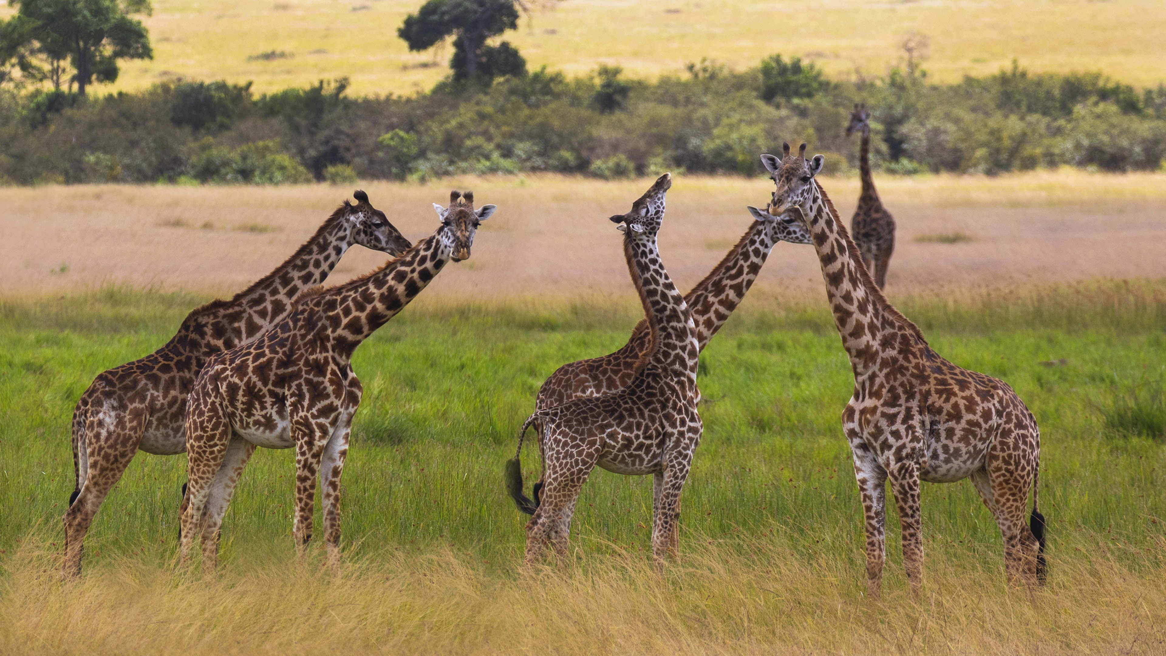 Giraffe African, Mammals ultra HD, Mobile phones, Laptop, 3840x2160 4K Desktop
