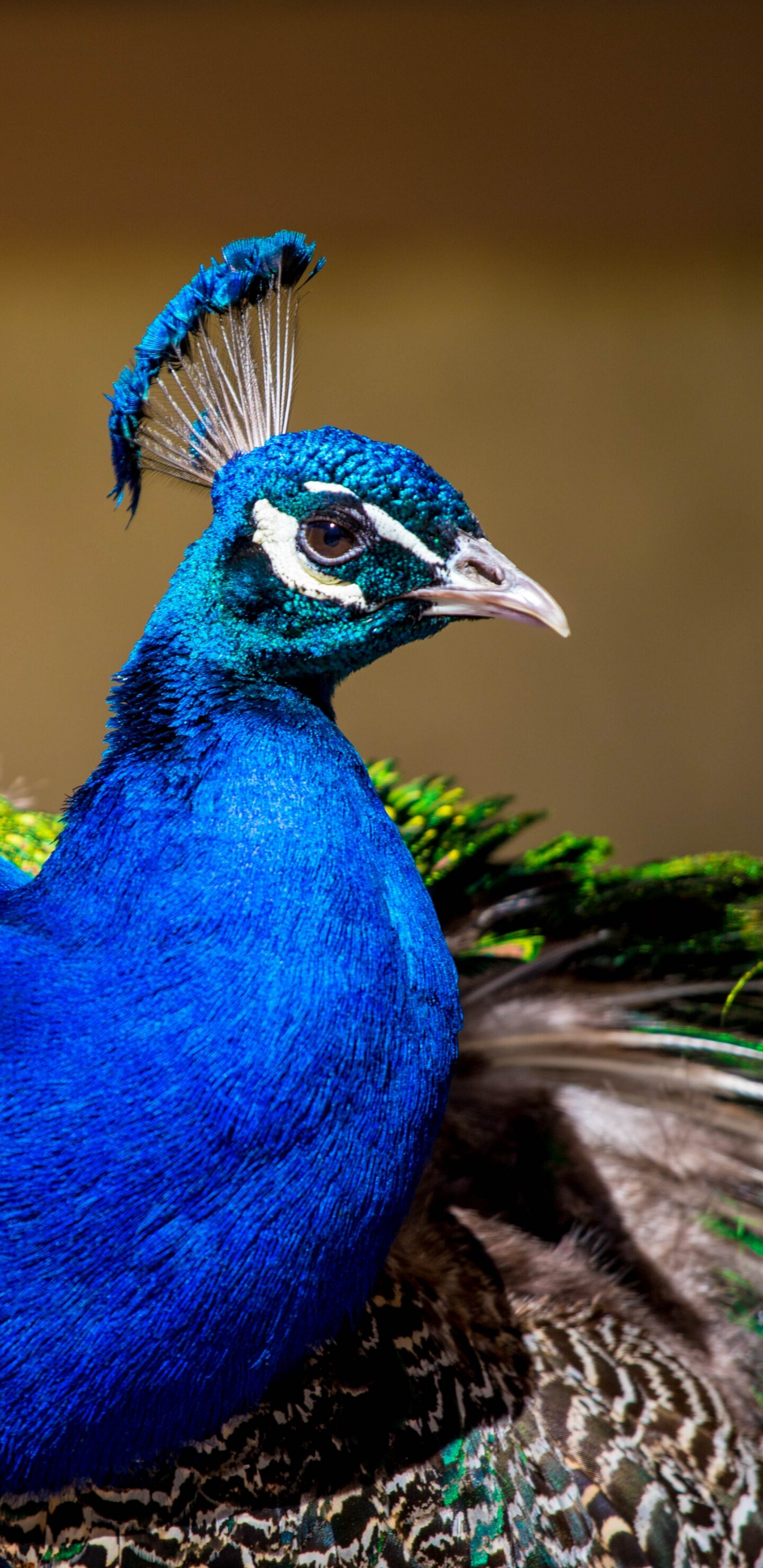 Peacock: Colorful bird, Plumage, Peafowl, Exotic birds. 1440x2960 HD Wallpaper.