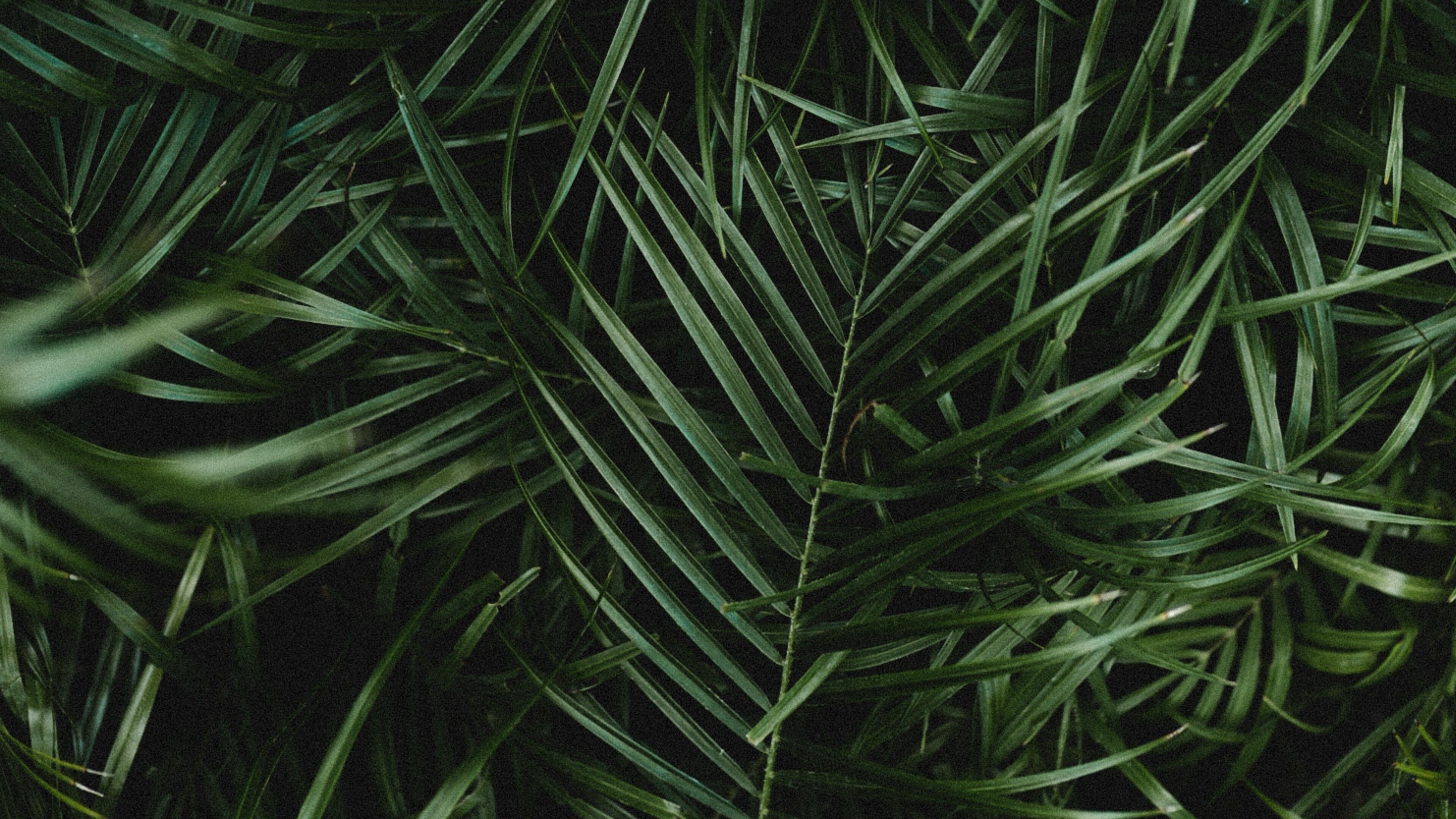 Leaf: Palm, Function to store chemical energy and water in the plant. 3840x2160 4K Background.