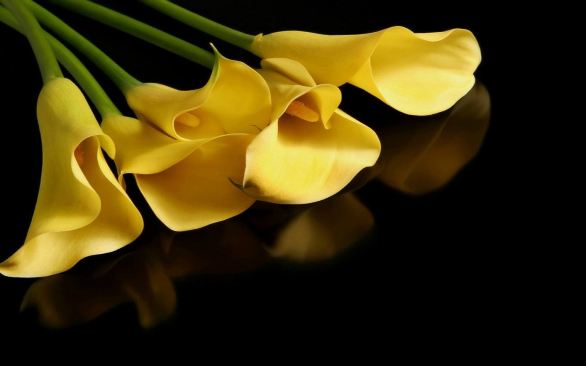 Calla Lily: A recipient of the Royal Horticultural Society's Award of Garden Merit. 1920x1200 HD Background.