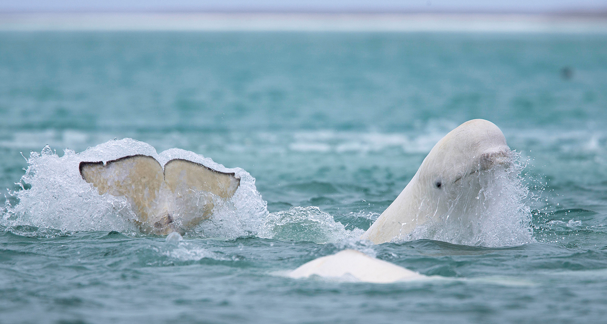 Beluga Whale, Animal HQ, 4K wallpapers, Stunning pictures, 2050x1100 HD Desktop