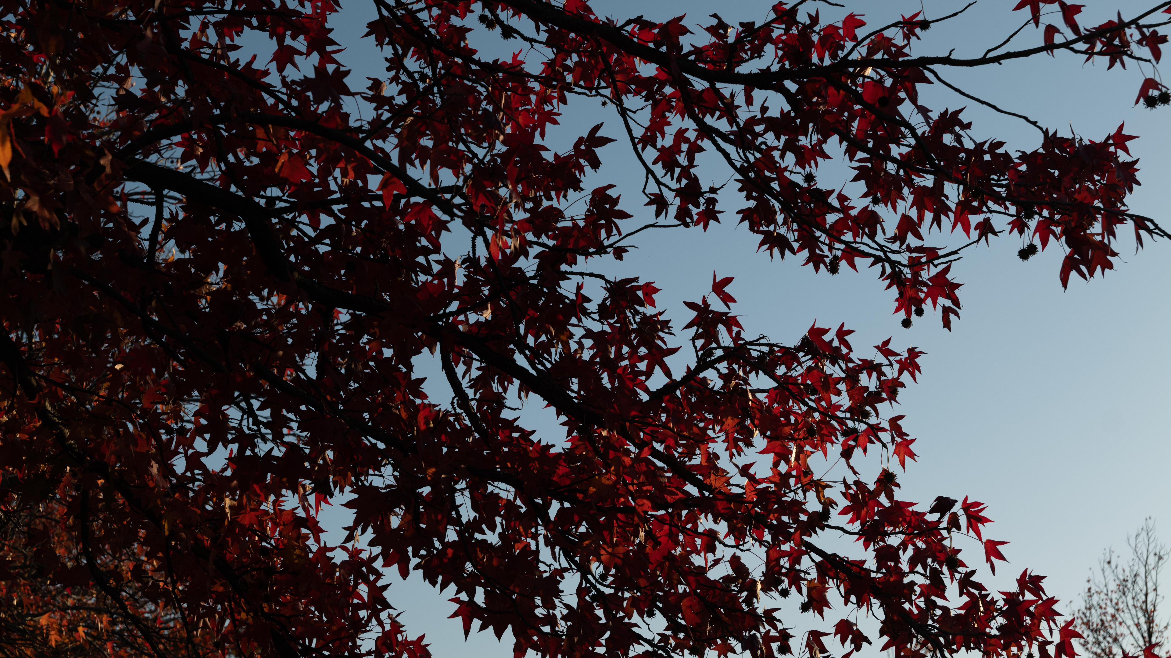 Maple tree branches, Leaves red, High definition fullscreen, Widescreen, 3840x2160 4K Desktop