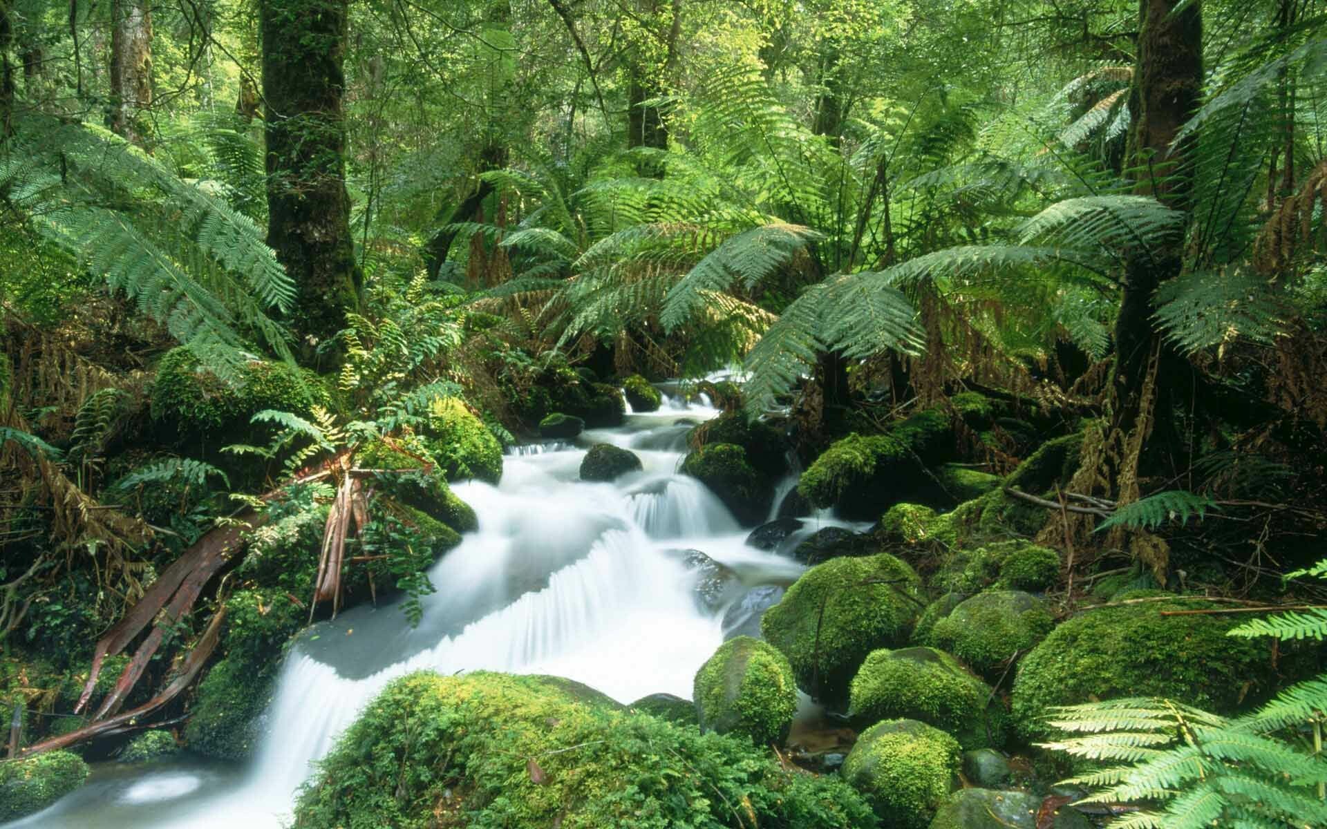 Rainforest: Nature's beauty, Waterfall, Woodlands, Spring. 1920x1200 HD Wallpaper.
