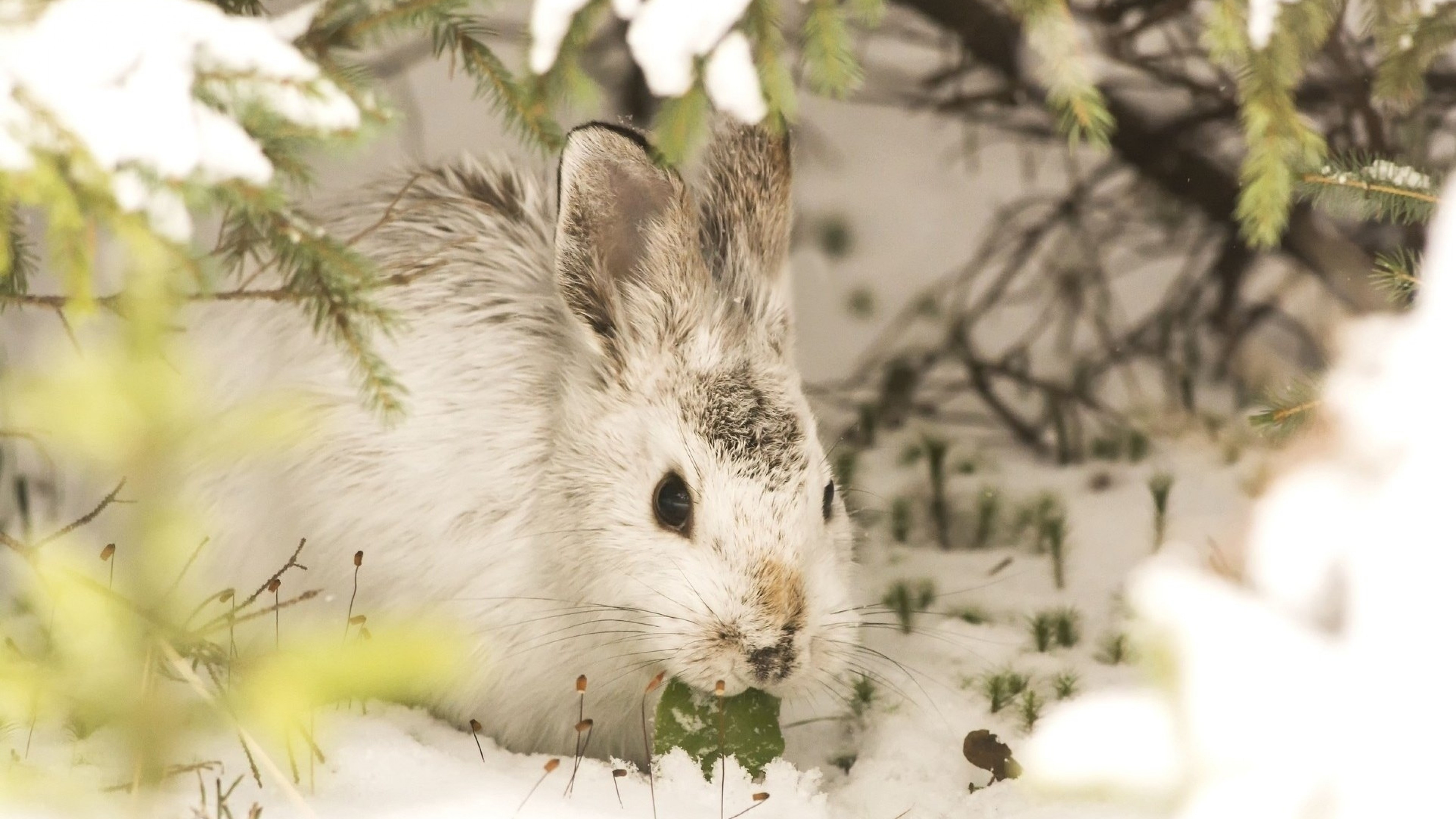 Winter wildlife wallpapers, Rabbit and hare, Snowy scenery, UHD TV backgrounds, 3840x2160 4K Desktop