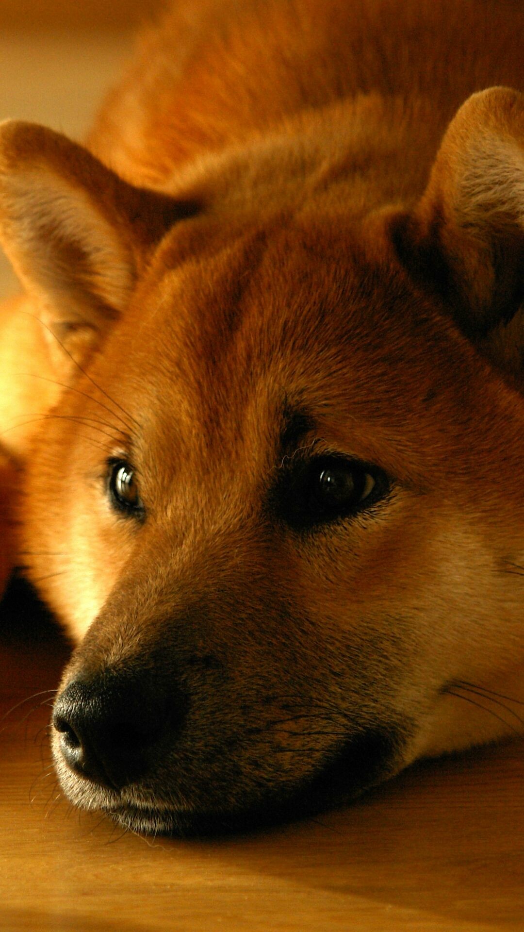 Shiba Inu: The average lifespan of the breed is about 12 to 16 years. 1080x1920 Full HD Background.