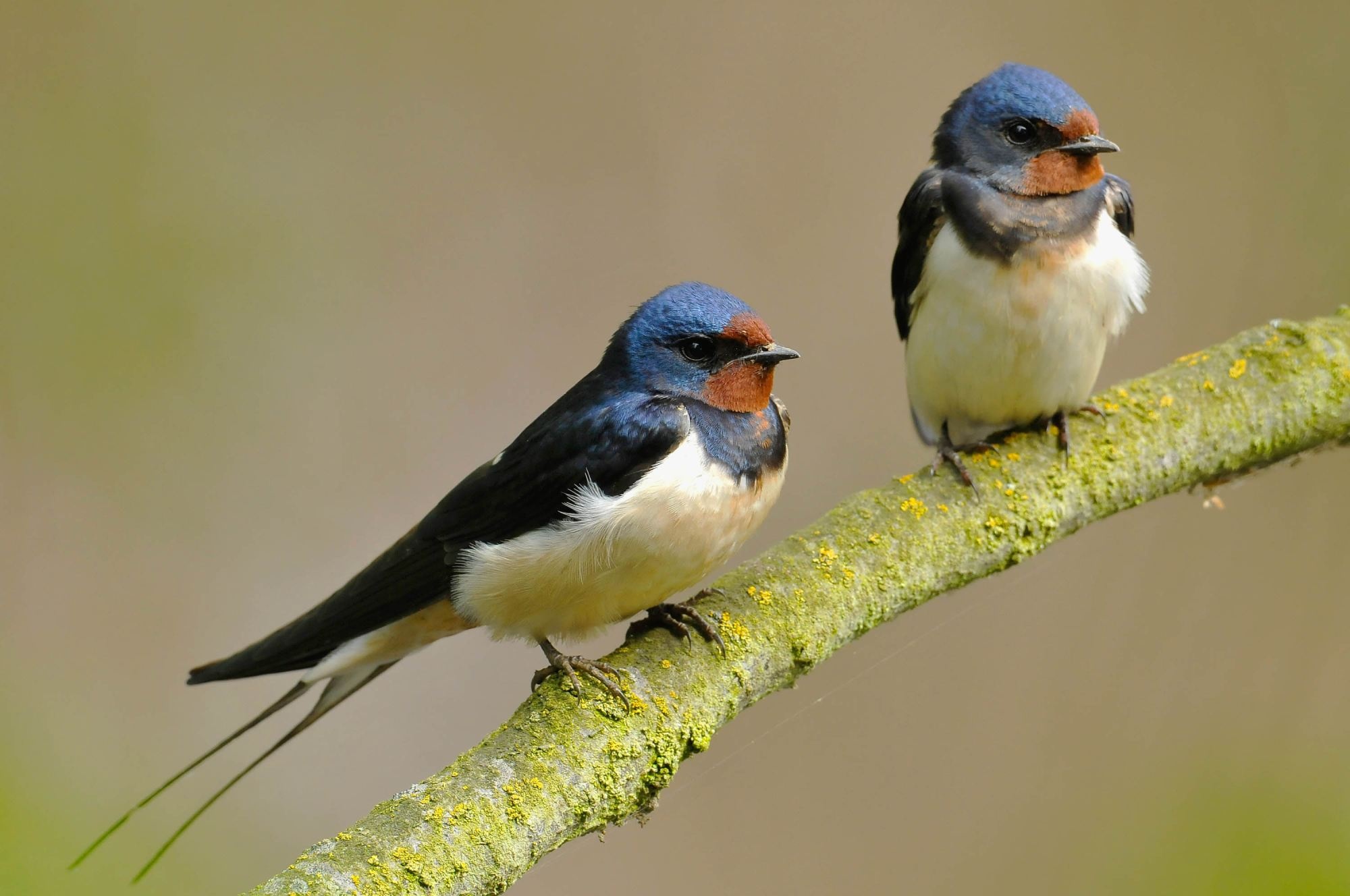 Swallow migration facts, Brinvale birdfoods, Swallow species, Bird watching, 2000x1330 HD Desktop