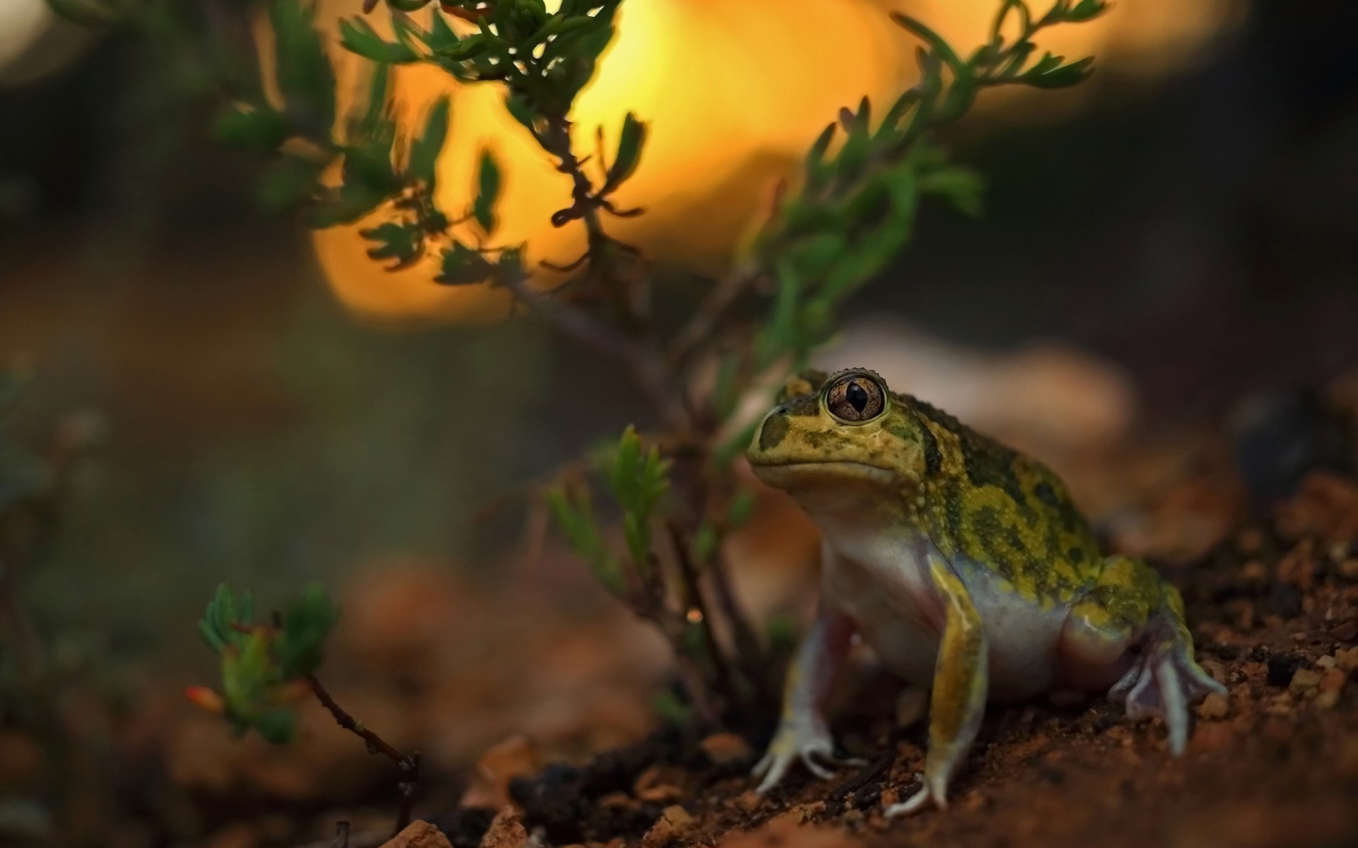 Animals toad wallpapers, High-definition images, Nature's marvels, Wallpaper backgrounds, 1920x1200 HD Desktop