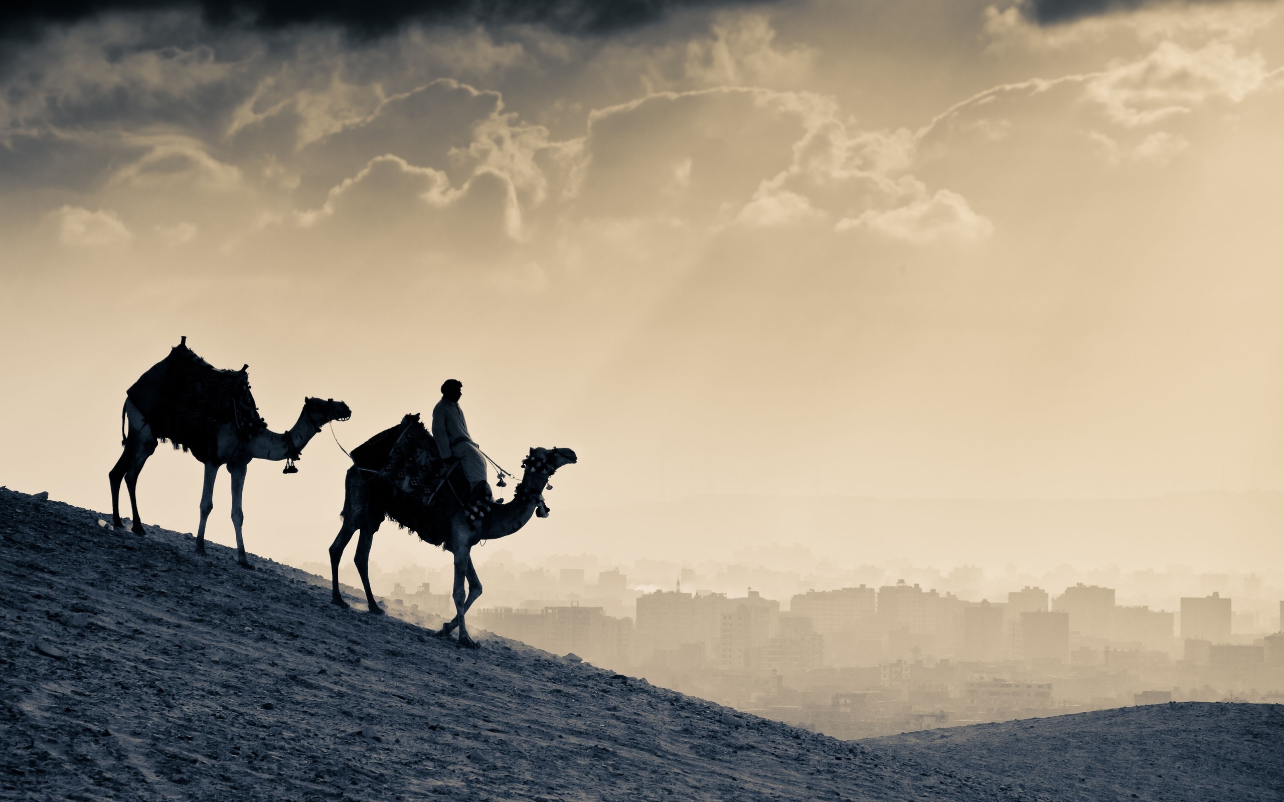 Arabian culture, World 4k wallpapers, Camel images, Travel inspiration, 2560x1600 HD Desktop