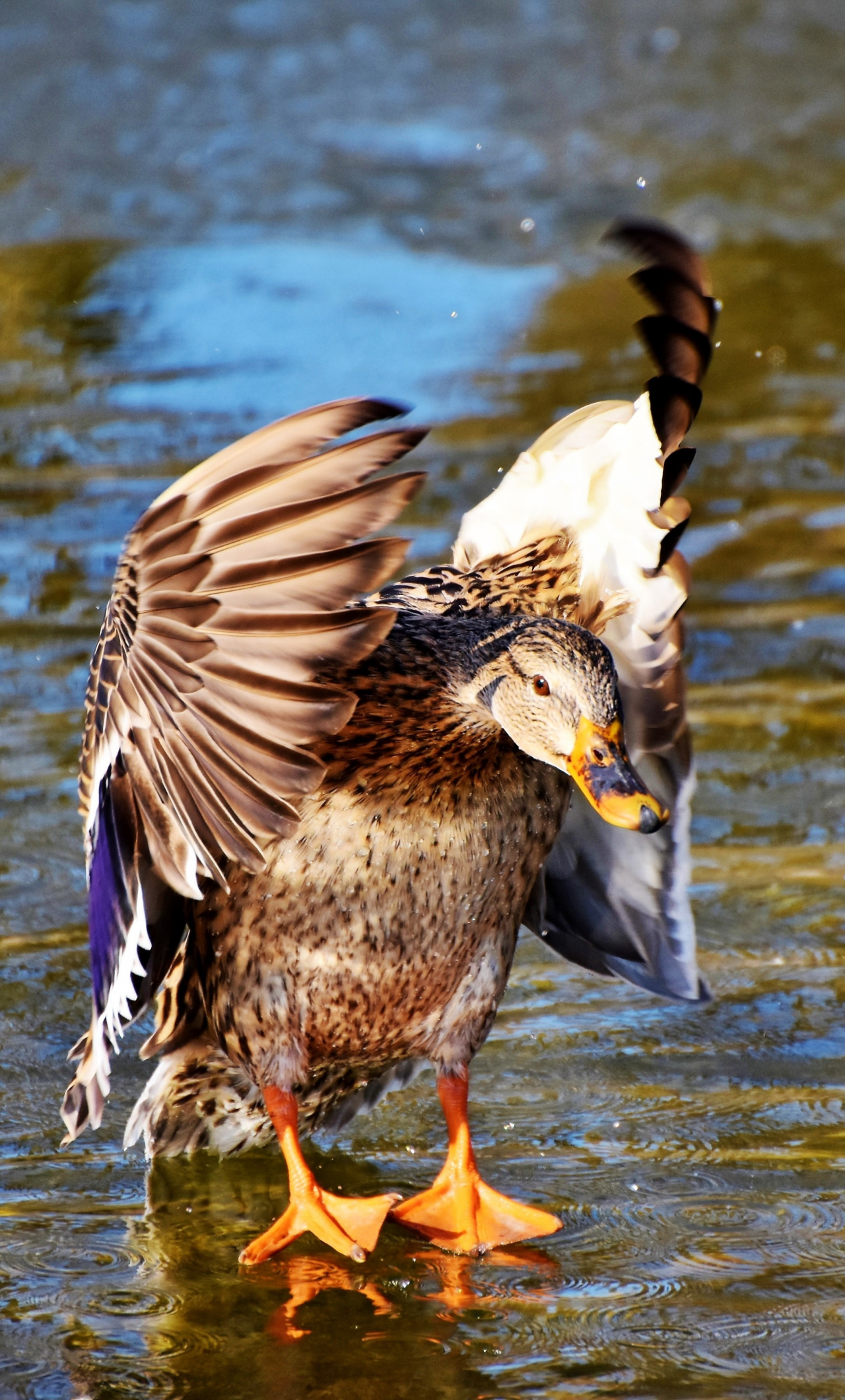 Mallard duck in flight, Wings in motion, Wallpaper for iPhone 6, Plush high definition, 1280x2120 HD Handy