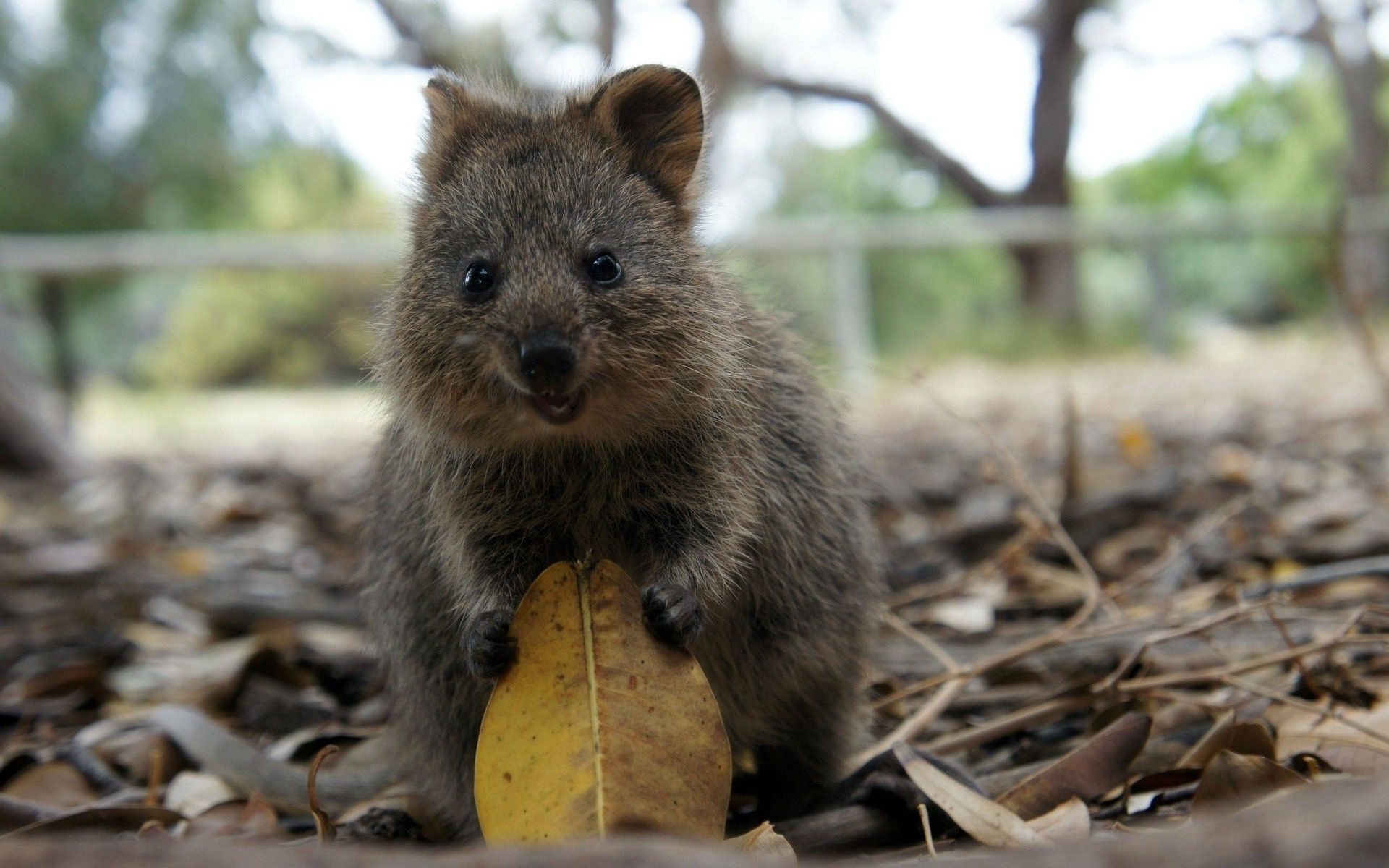 Quokka, Cute marsupial, Australia's happiest animal, Rottnest Island, 1920x1200 HD Desktop