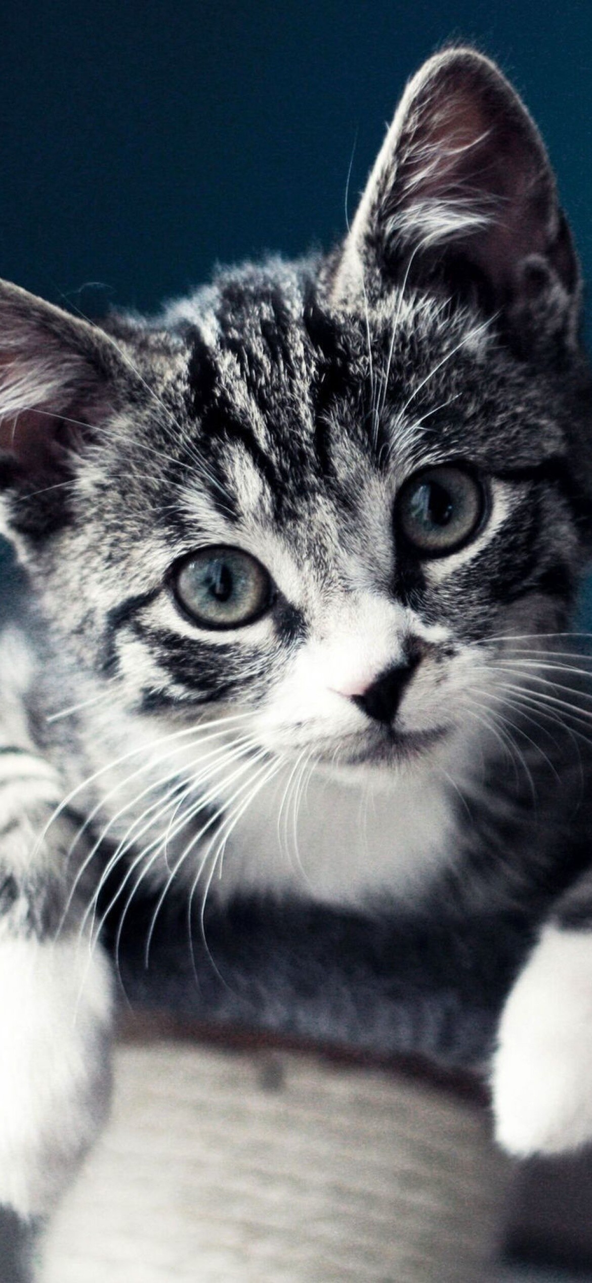 Kitten: Domesticated member of the family Felidae. 1170x2540 HD Background.