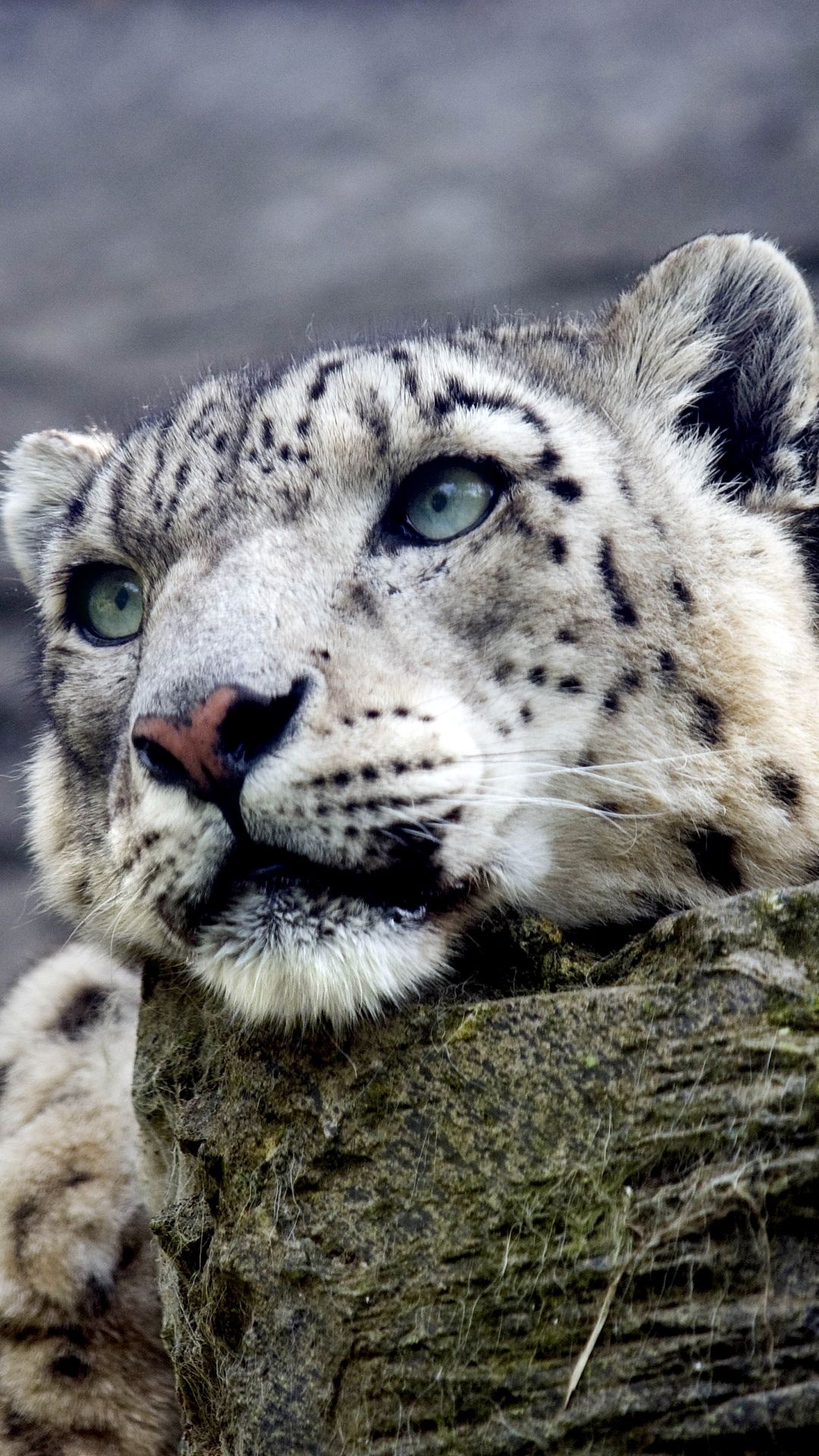 Snow leopard iPhone 6, Snow leopard backgrounds, Snow leopard, 1080x1920 Full HD Handy