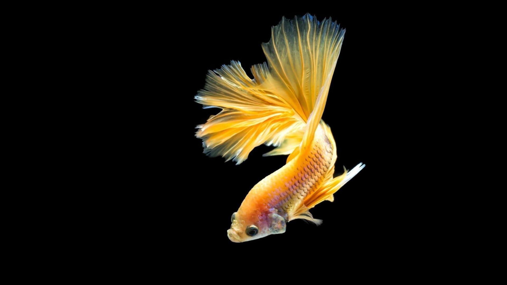 Goldfish: Chinese tradition classifies species into four types: Crucian, Wen, Dragon Eye, Egg. 1920x1080 Full HD Background.