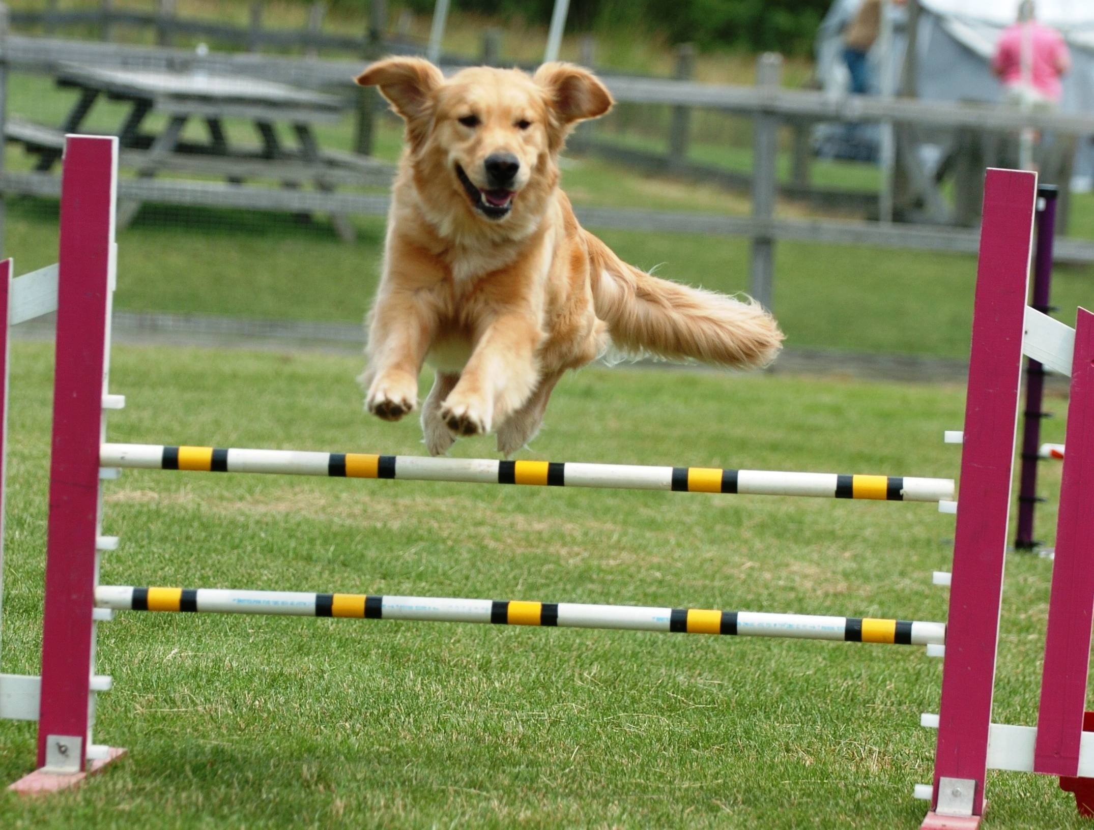 Dog Sports: Pet Behavior Consulting, An Agility Course, Agility obstacles. 2150x1640 HD Background.