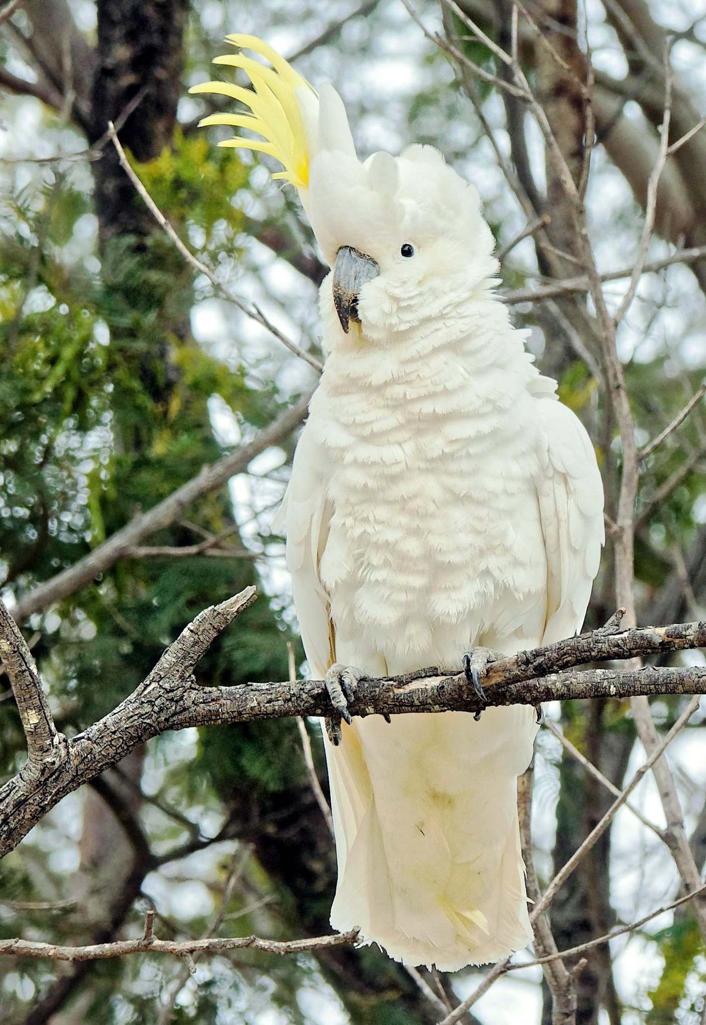 Cockatoo: Sulphur-Crested Species, Parrot's Natural Habitat, Kimberley, Western Australia, Tasmania. 1410x2050 HD Background.