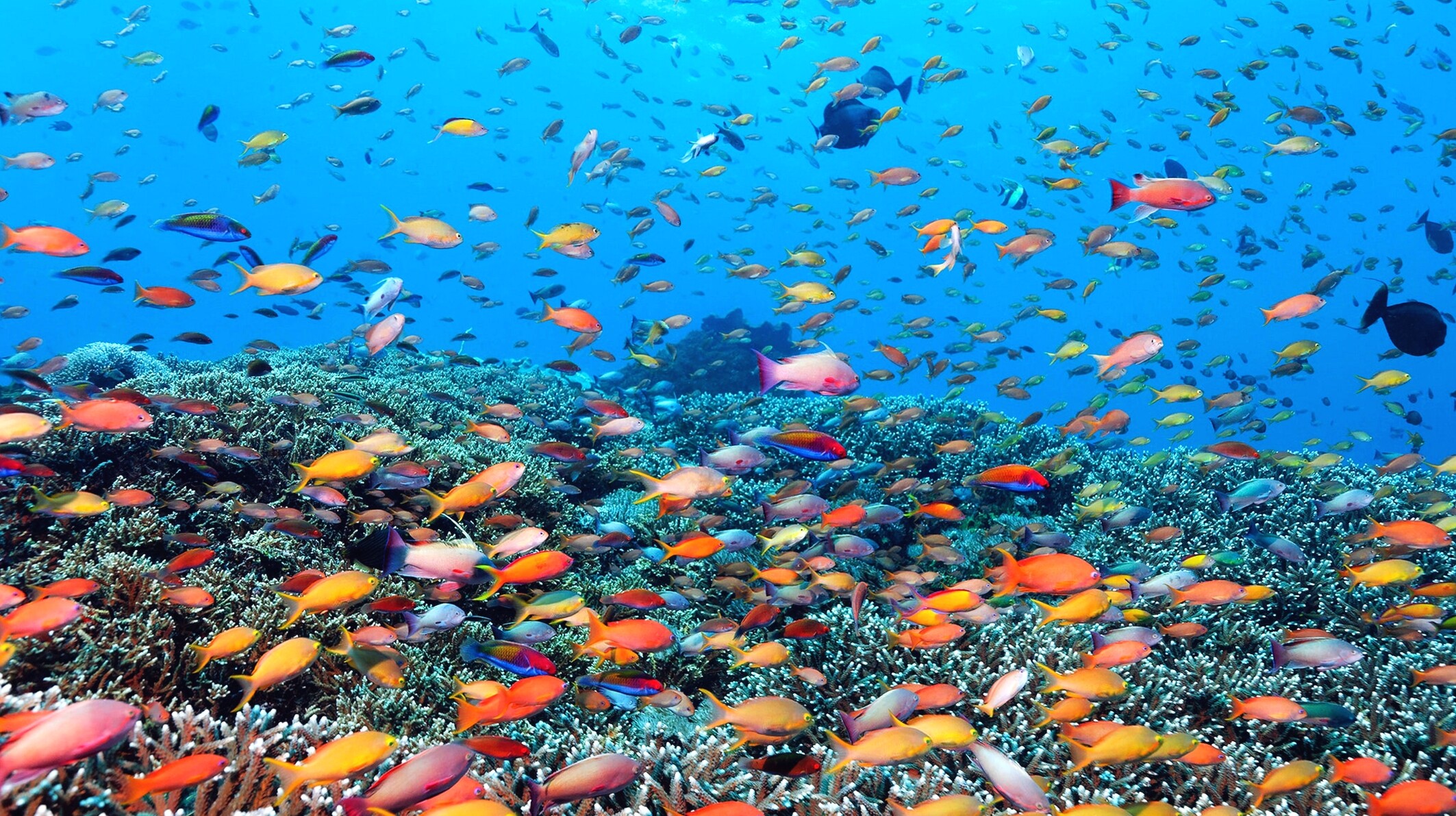 Great Barrier Reef: Coral reefs off the coast of Queensland, Australia, Biodiversity. 2130x1200 HD Wallpaper.