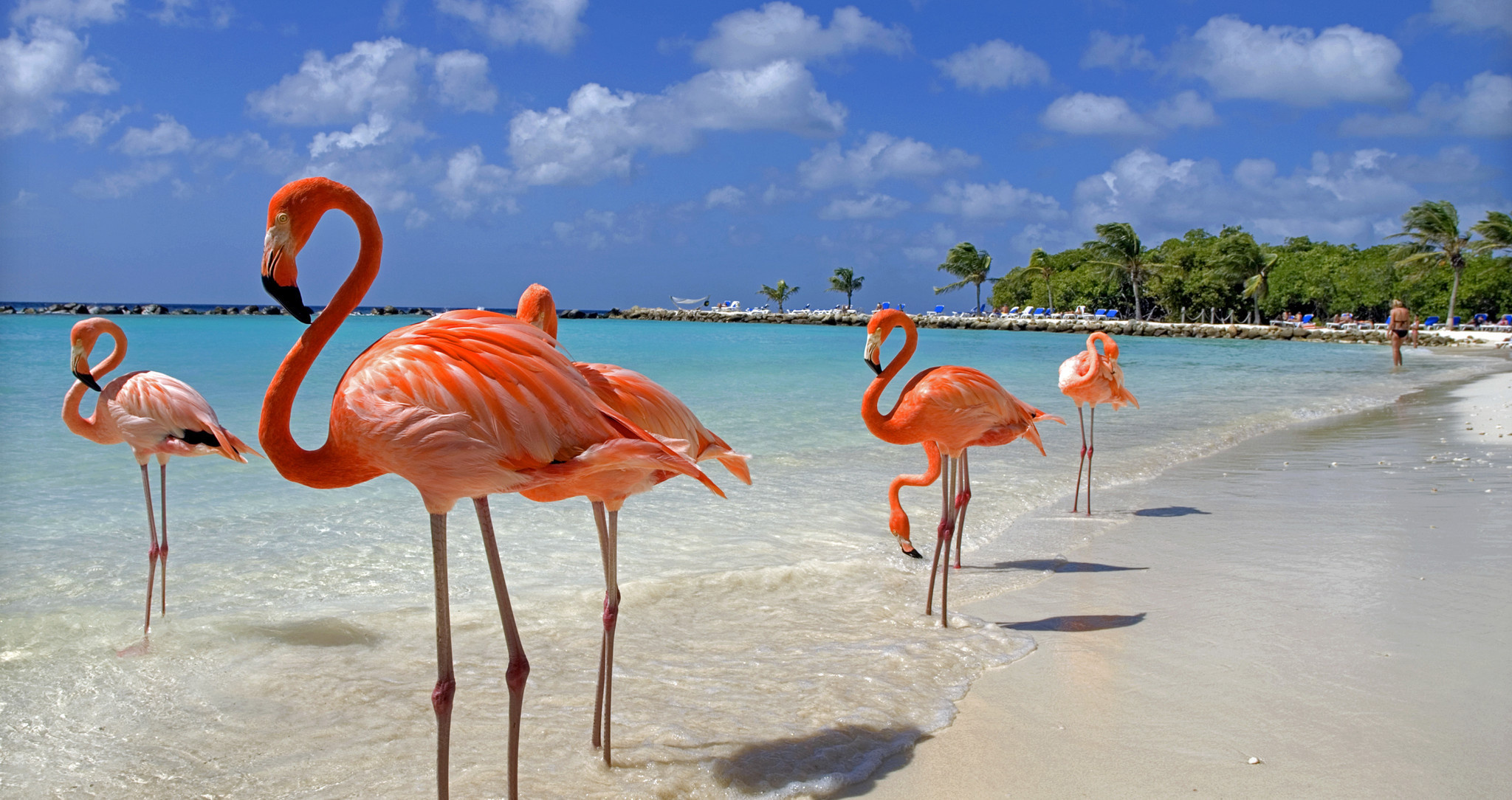 Aruba Island, Calling to paradise, Intoxicating beauty, Caribbean dreams, 2050x1090 HD Desktop