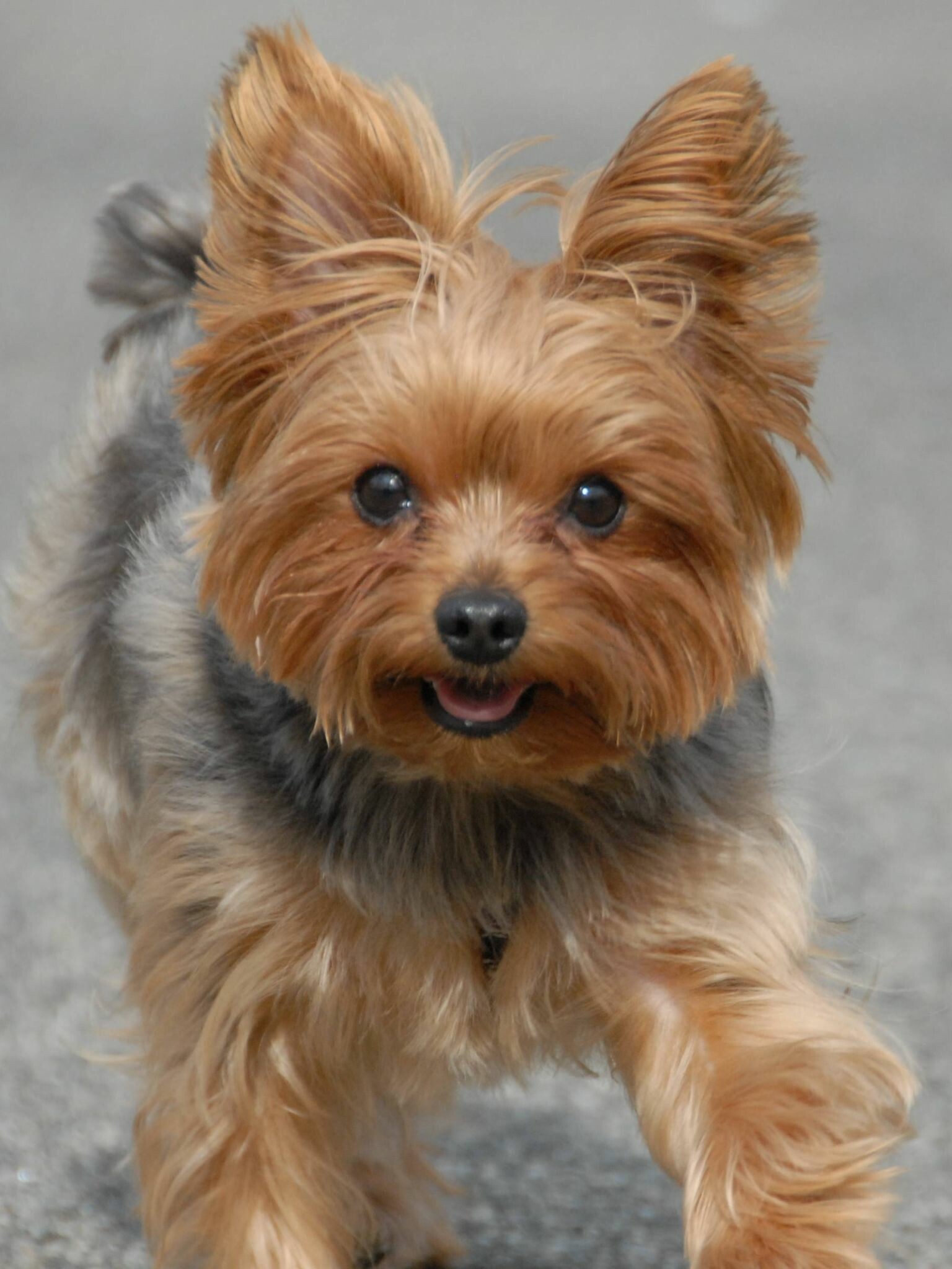 Yorkshire Terrier: Excellent watchdogs, as they will sound the alarm when anyone gets close. 1540x2050 HD Background.