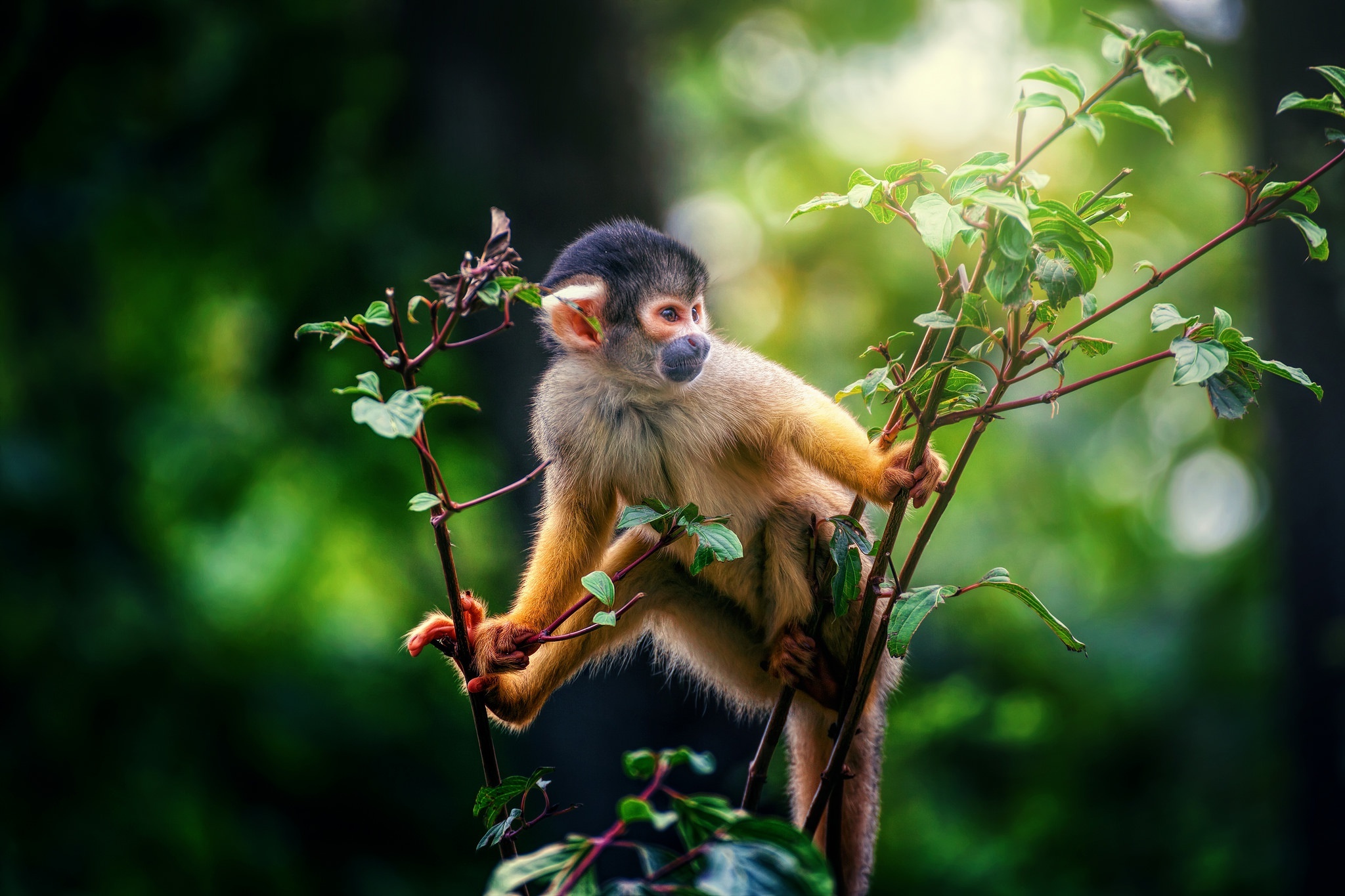 Squirrel monkey, Monkey wallpaper, Monkey wallpapers, 2050x1370 HD Desktop