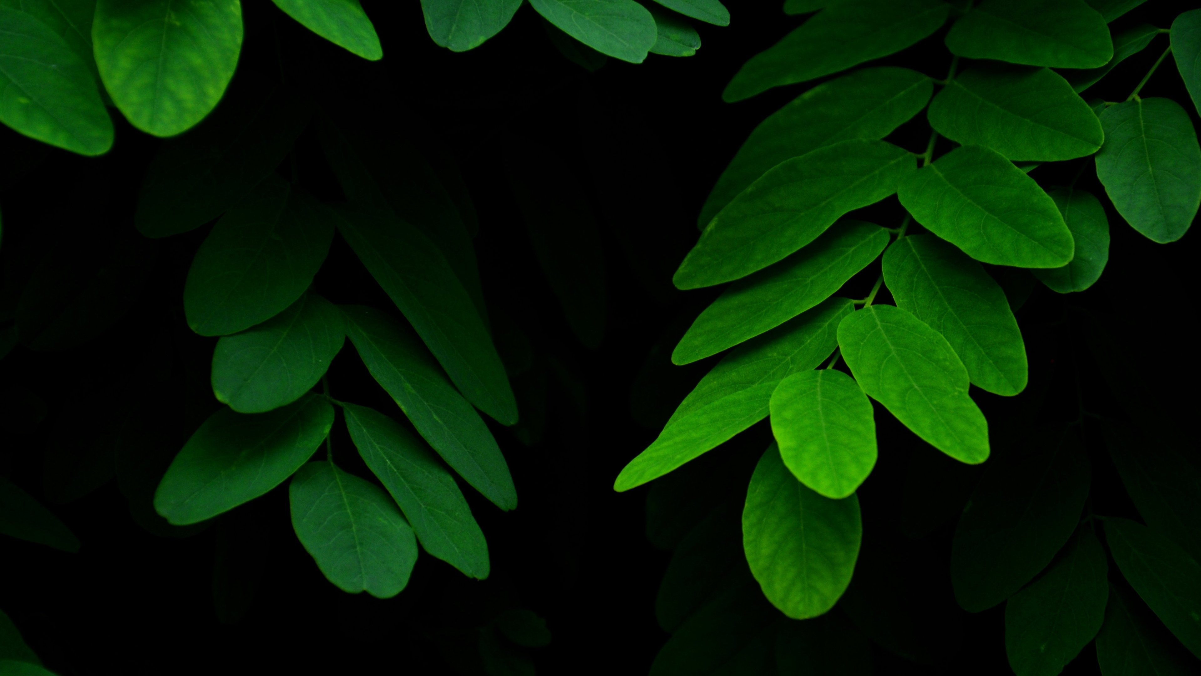 Green Leaf: A tropical plant, Plant life that occurs in climates that are warm year-round. 3840x2160 4K Wallpaper.