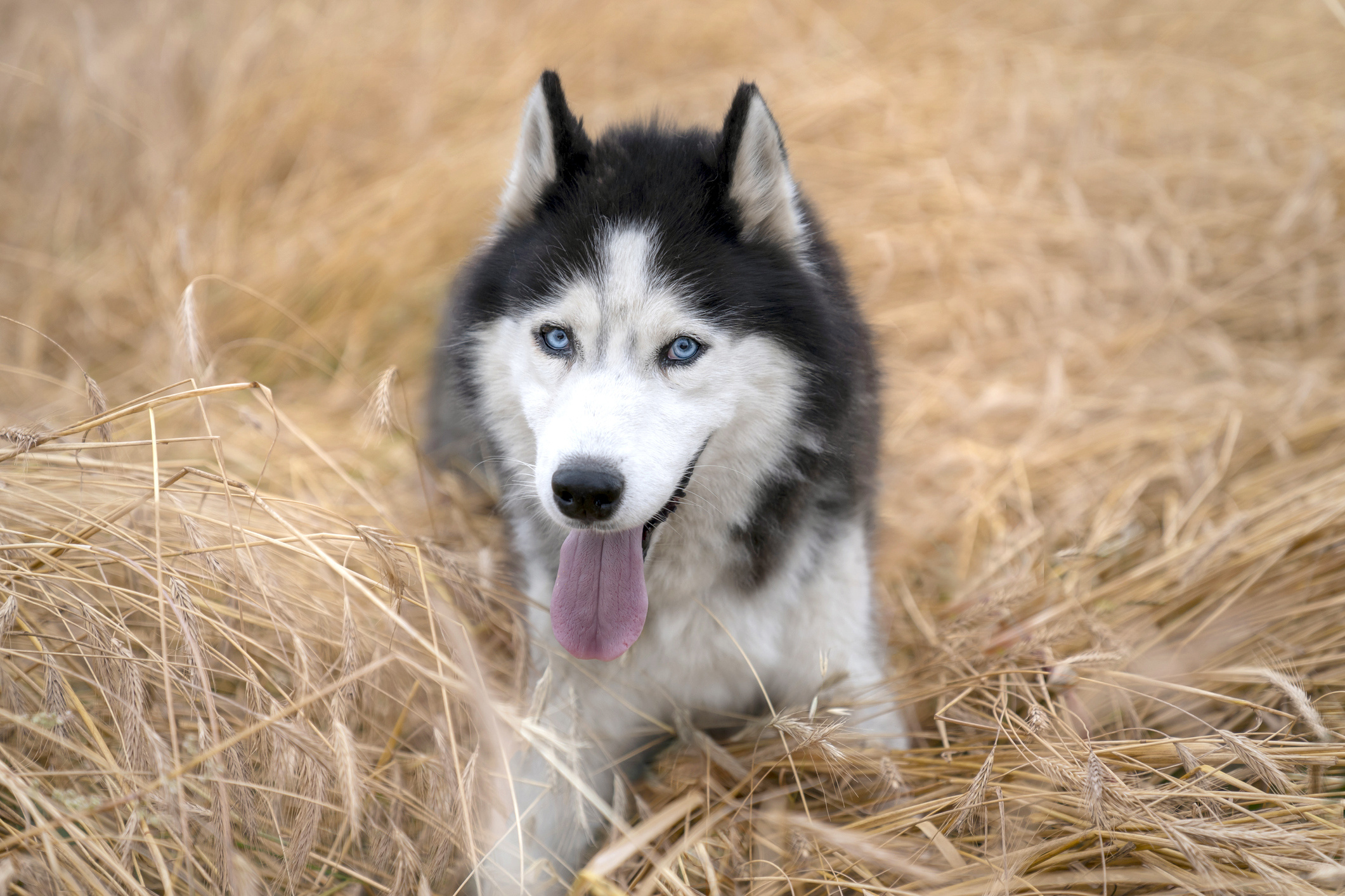 Friendly Siberian husky, Adorable traits, Heartwarming images, Perfect family pet, 2130x1420 HD Desktop