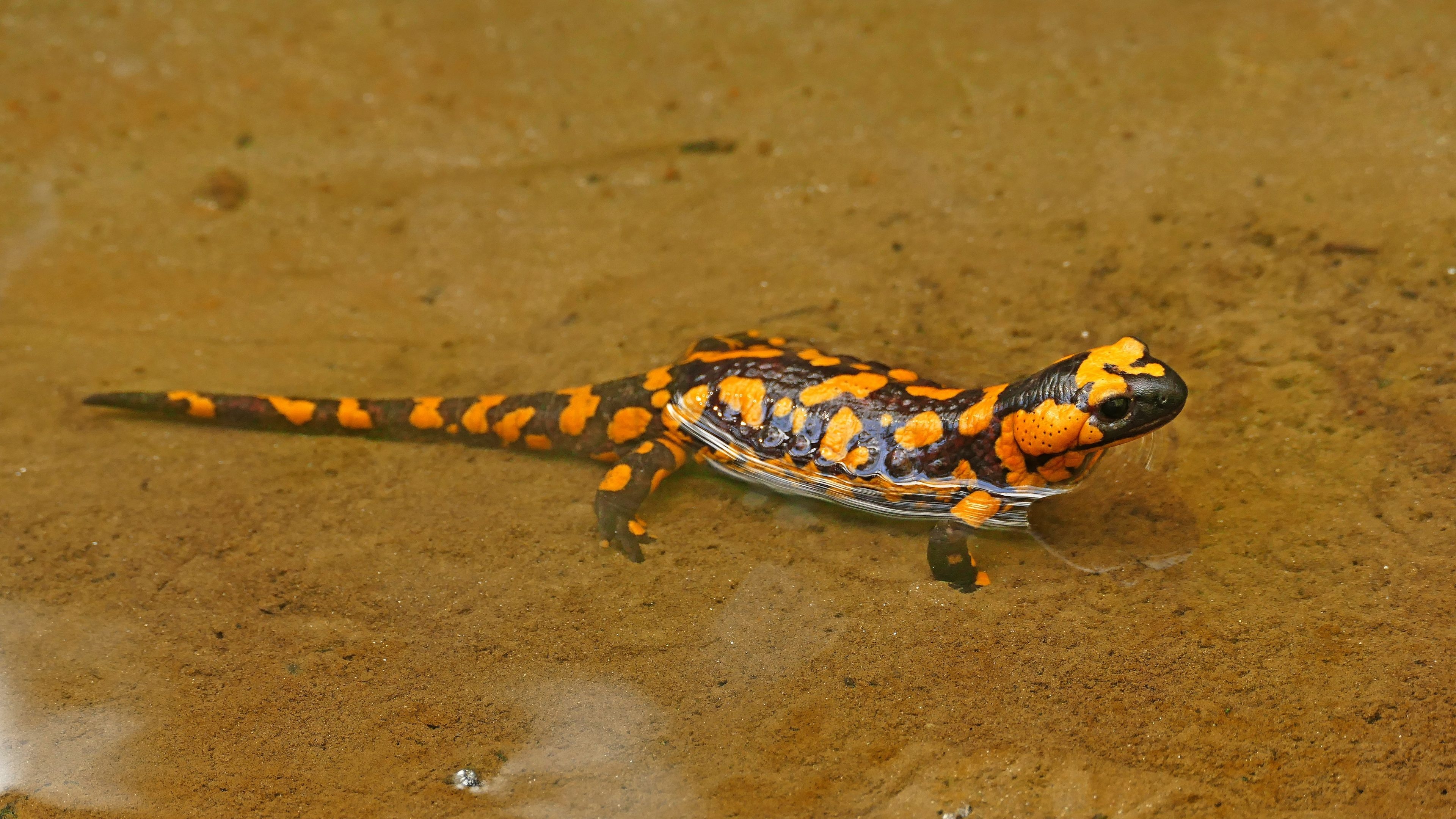 Orange fire salamander in 5K UHD, High-definition wildlife imagery, Captivating animal wallpapers, Nature's vibrant colors, 3840x2160 4K Desktop