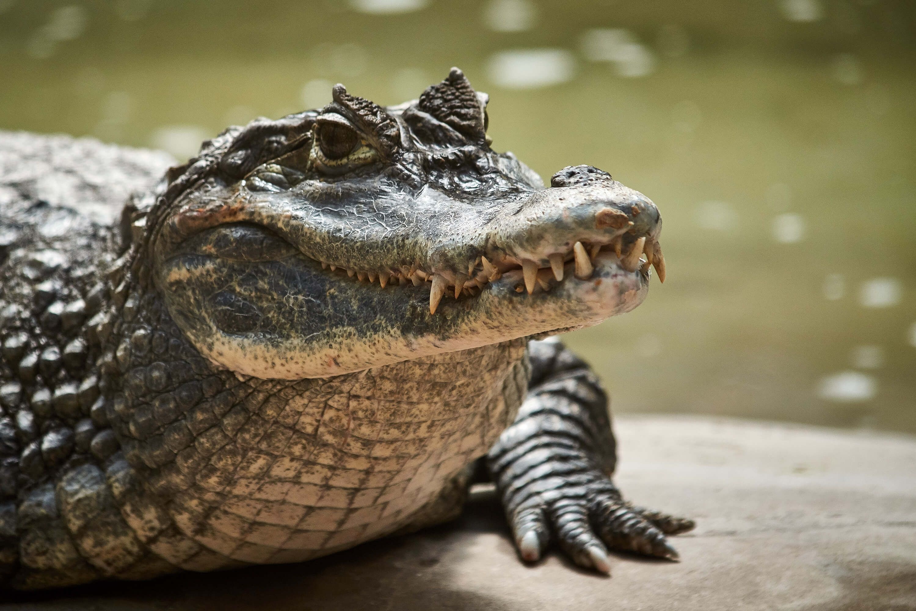 500+ Crocodile Pictures | Download Free Images on Unsplash
