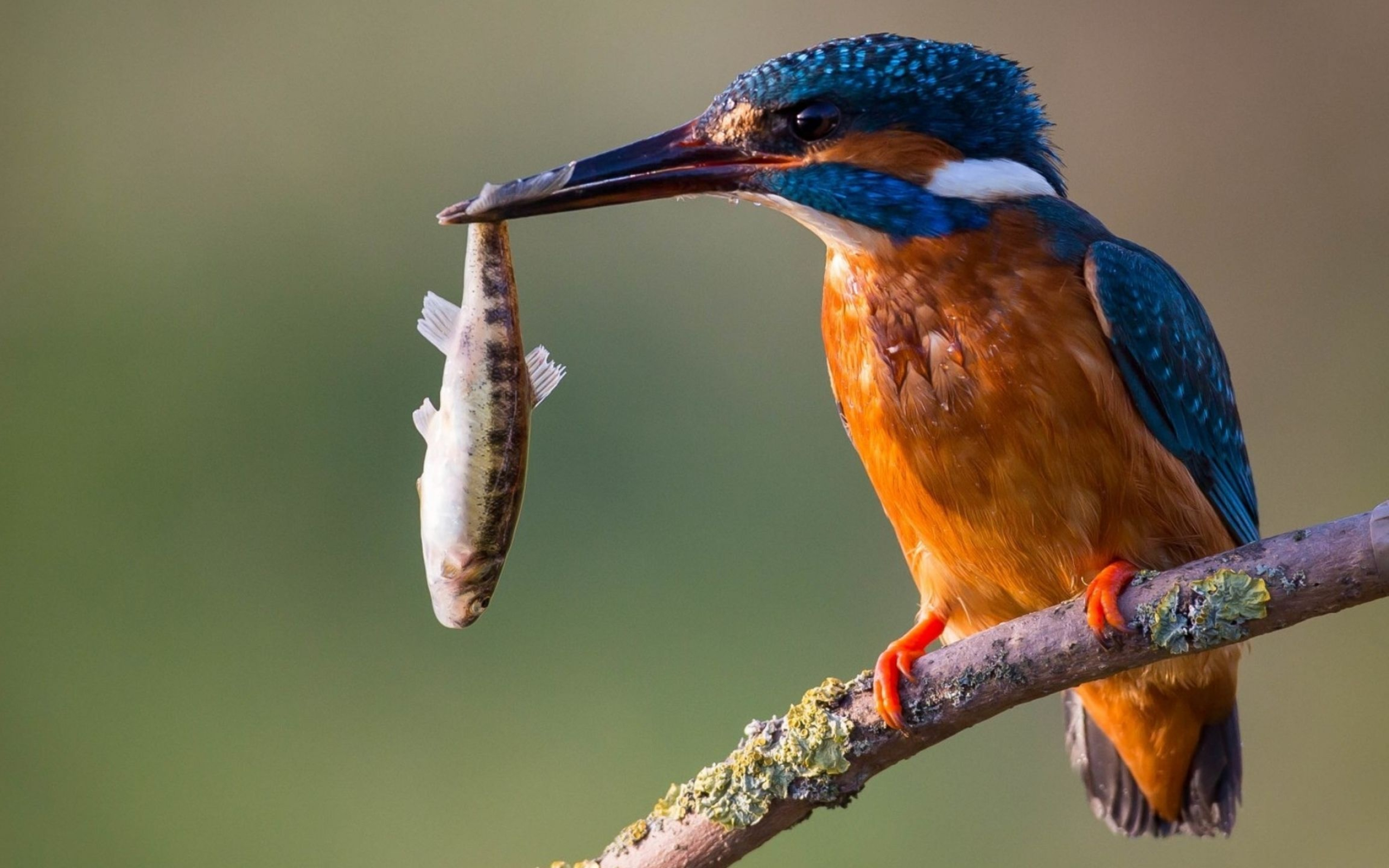 Kingfisher, Striking wallpaper, Stunning bird photography, Wallpaper download, 2560x1600 HD Desktop