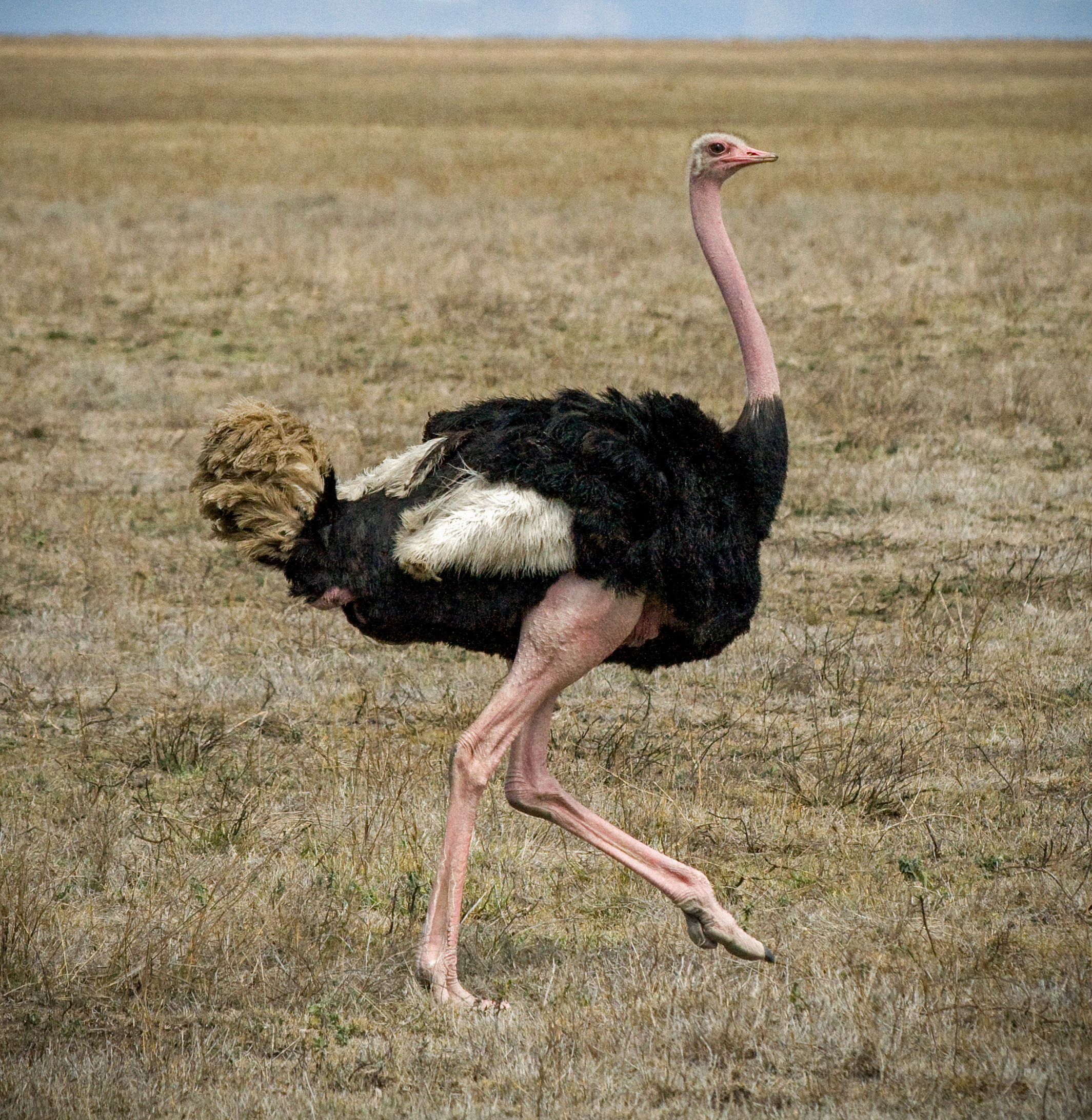 Ostrich species, Feathery bird, Long legs, African native, 2130x2190 HD Phone