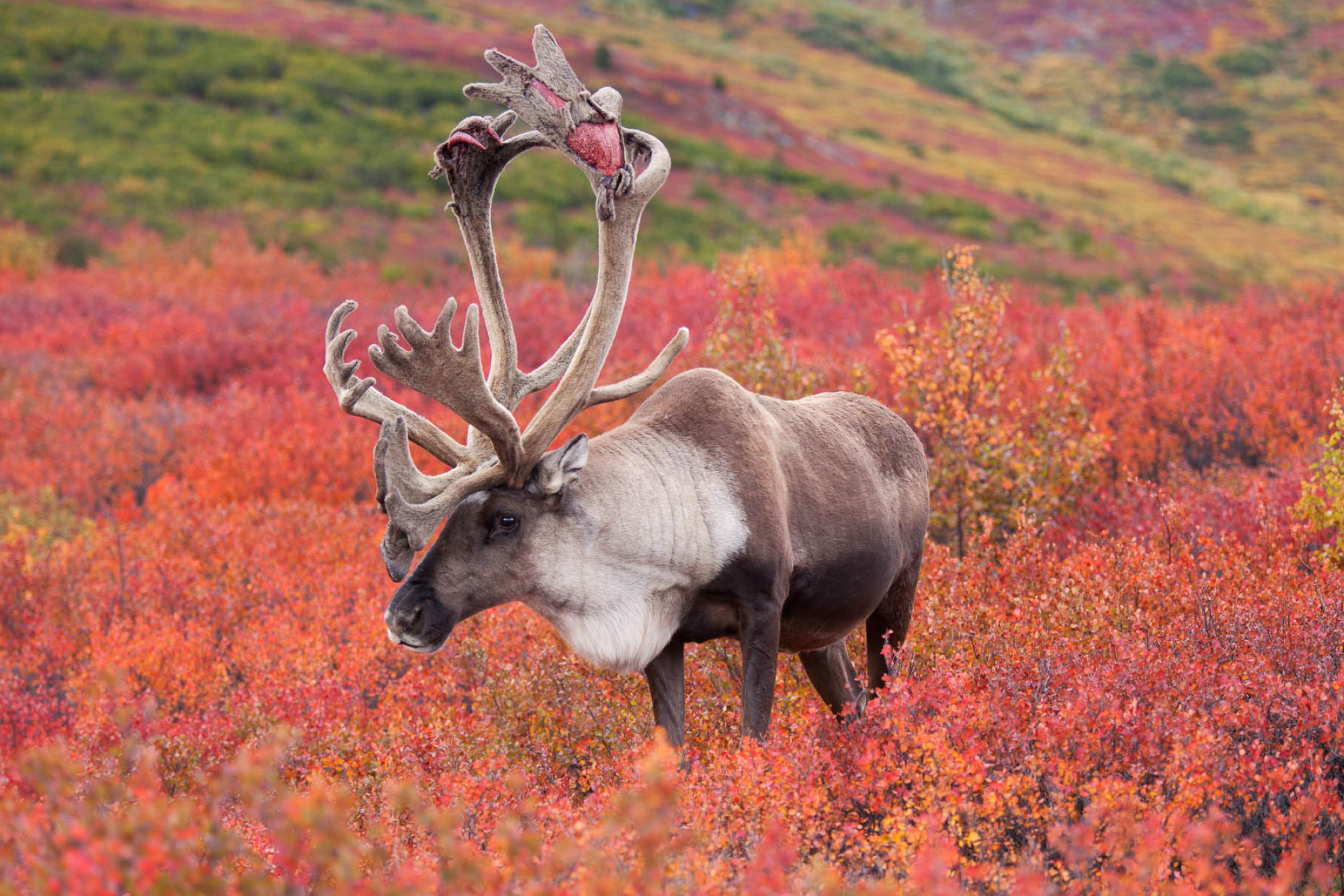 Caribou photos, Ron Niebrugge, Wildlife photography, Nature's portrait, 2000x1340 HD Desktop