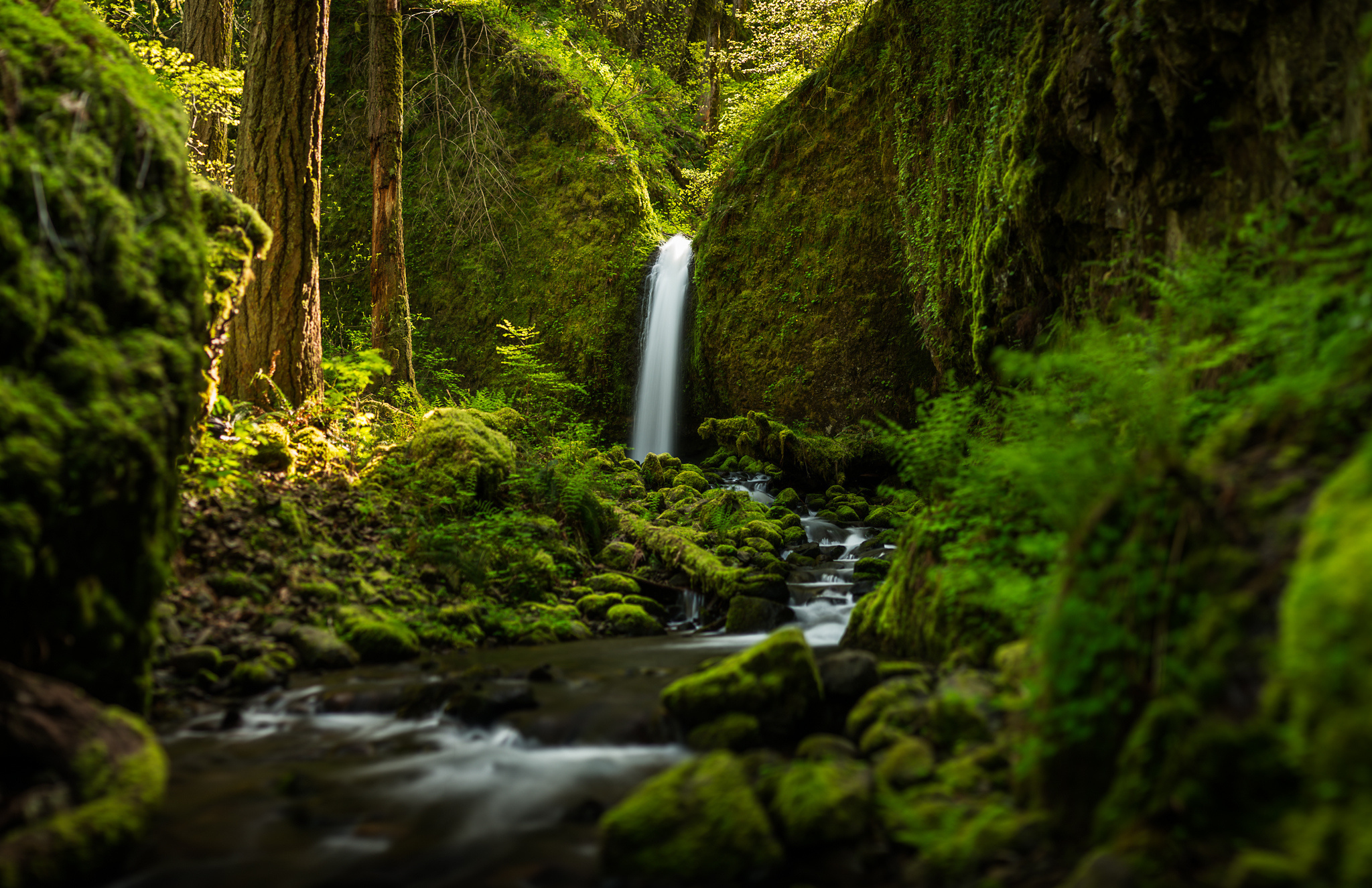 Green Forest: A small waterfall in a completely wide conifer forest, Plants and moss. 2050x1330 HD Wallpaper.