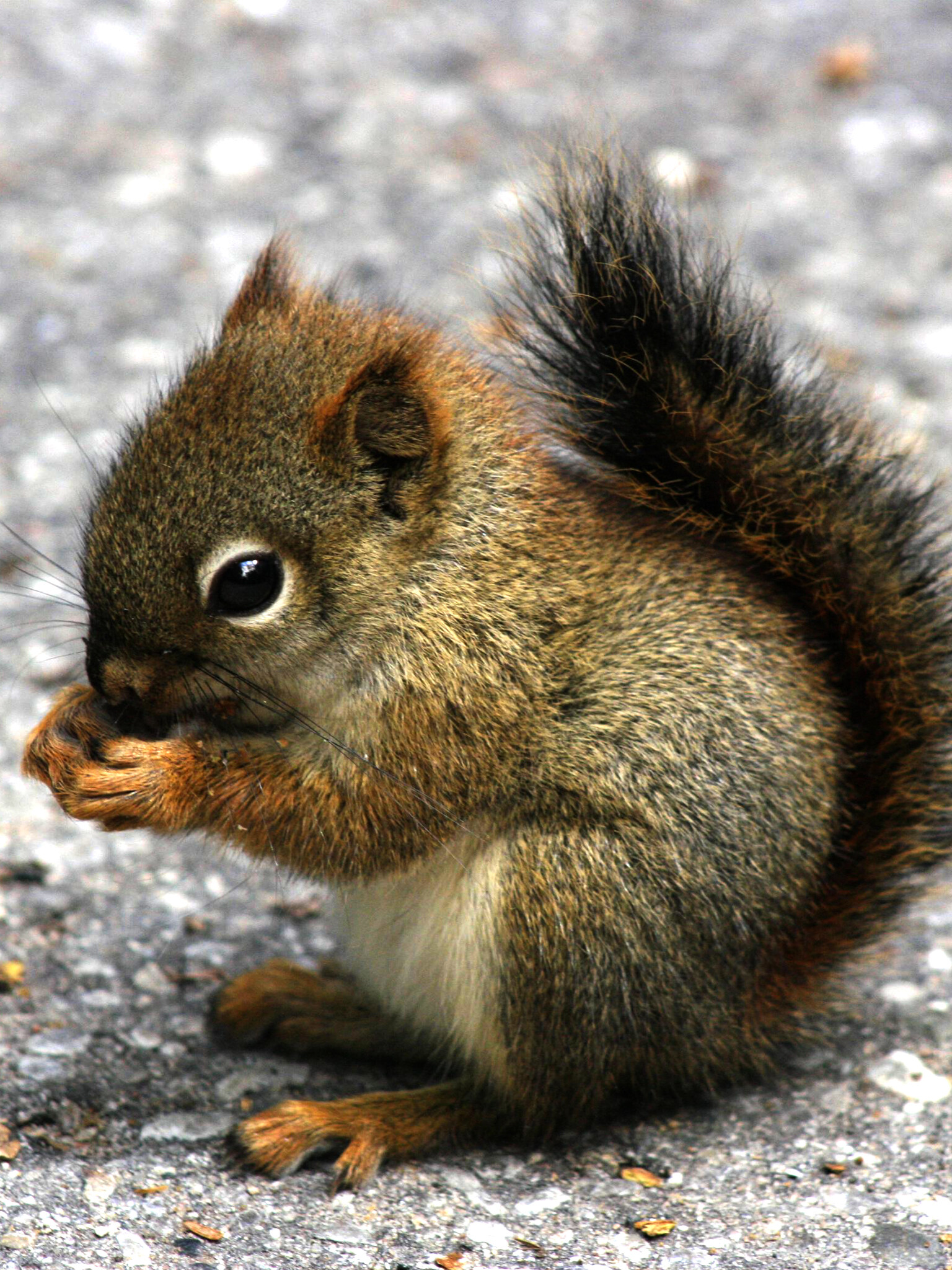 Squirrel: The scientific order Rodentia, Bushy-tailed rodents. 1540x2050 HD Wallpaper.