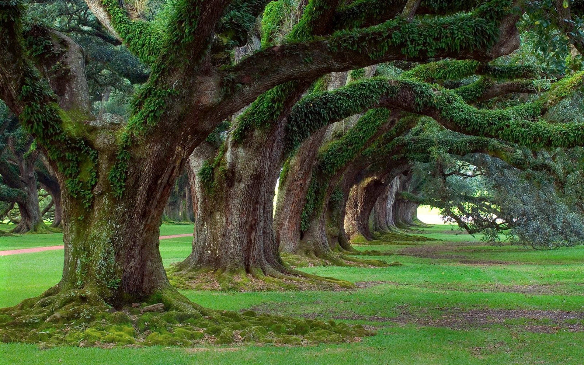 Oak Tree, Nature's beauty, Green oak tree, Woody plant, 1920x1200 HD Desktop