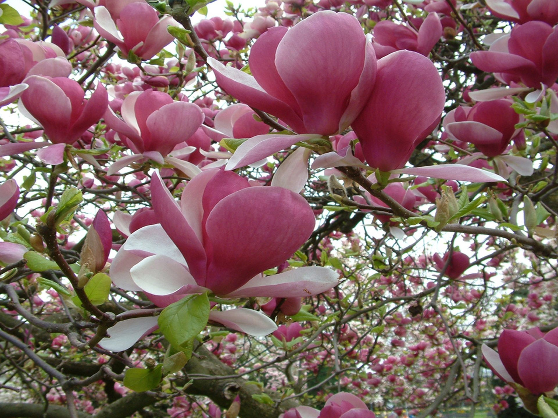 Magnolia Tree, Beautiful blossoms, Nature's masterpiece, Tranquil ambiance, 1920x1440 HD Desktop