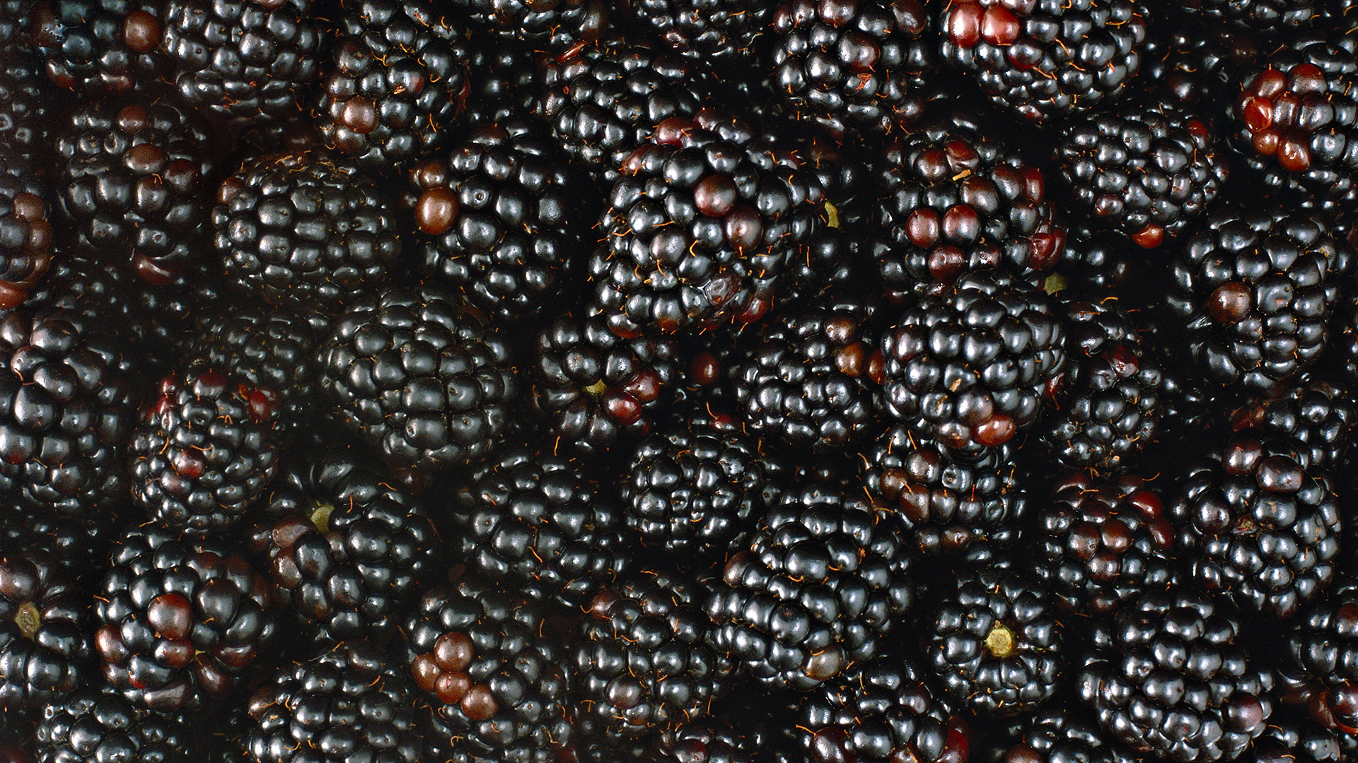 Blackberry, HD wallpaper, Dark background, Food photography, 1920x1080 Full HD Desktop