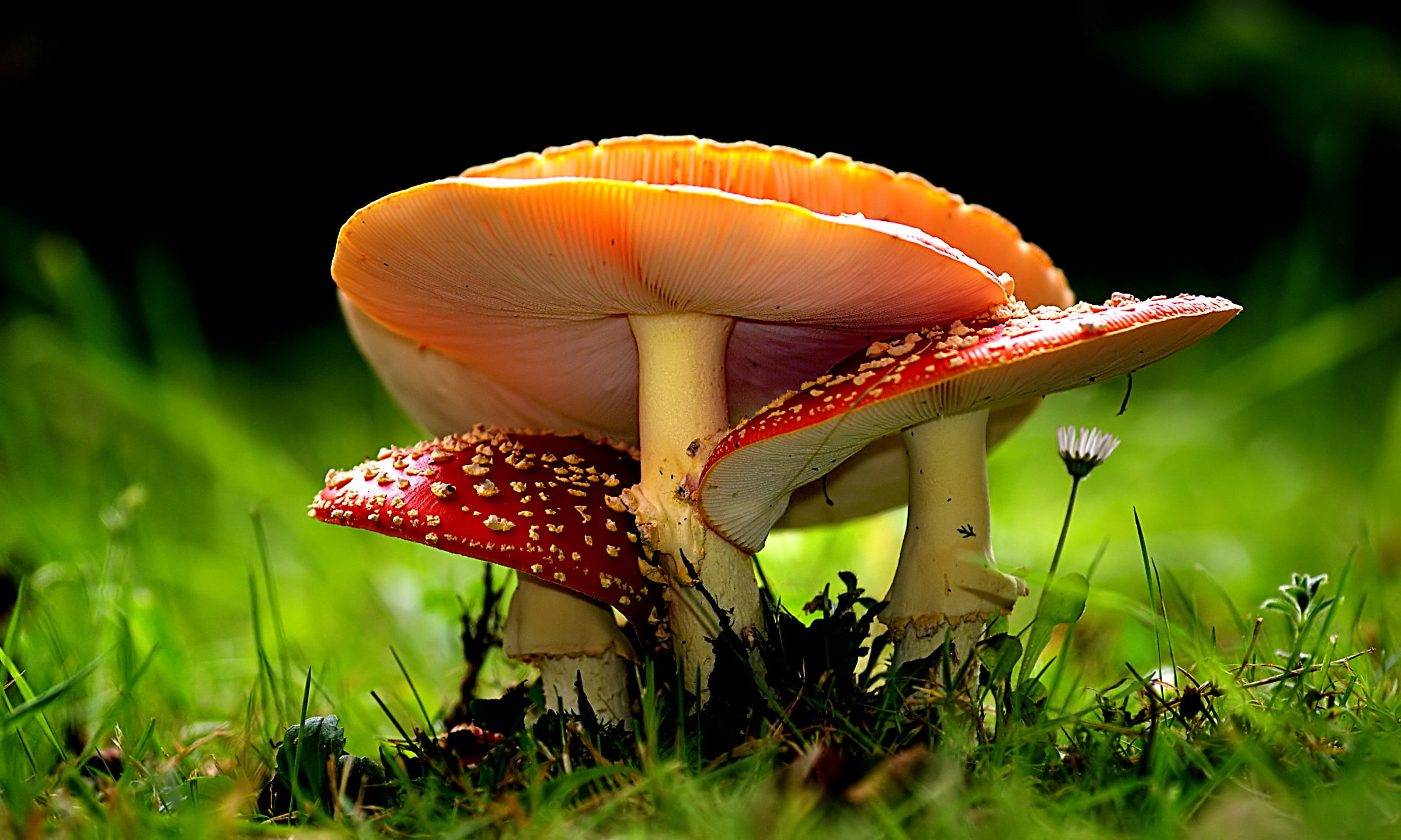 Amanita, Nature, Brown and white mushroom, Macro photography, 2400x1440 HD Desktop