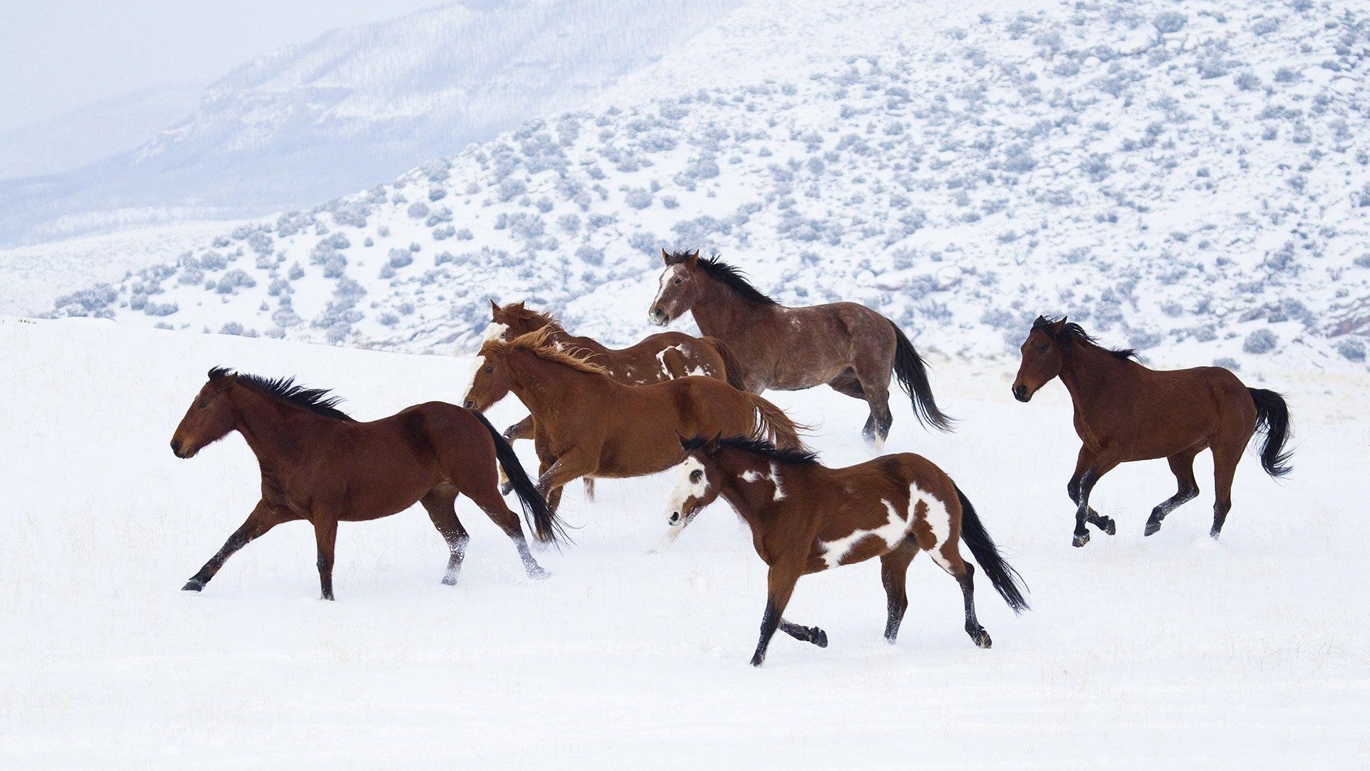 Horses in the snow, Untamed and free, Winter wonderland, Wild horse sanctuary, 1920x1080 Full HD Desktop
