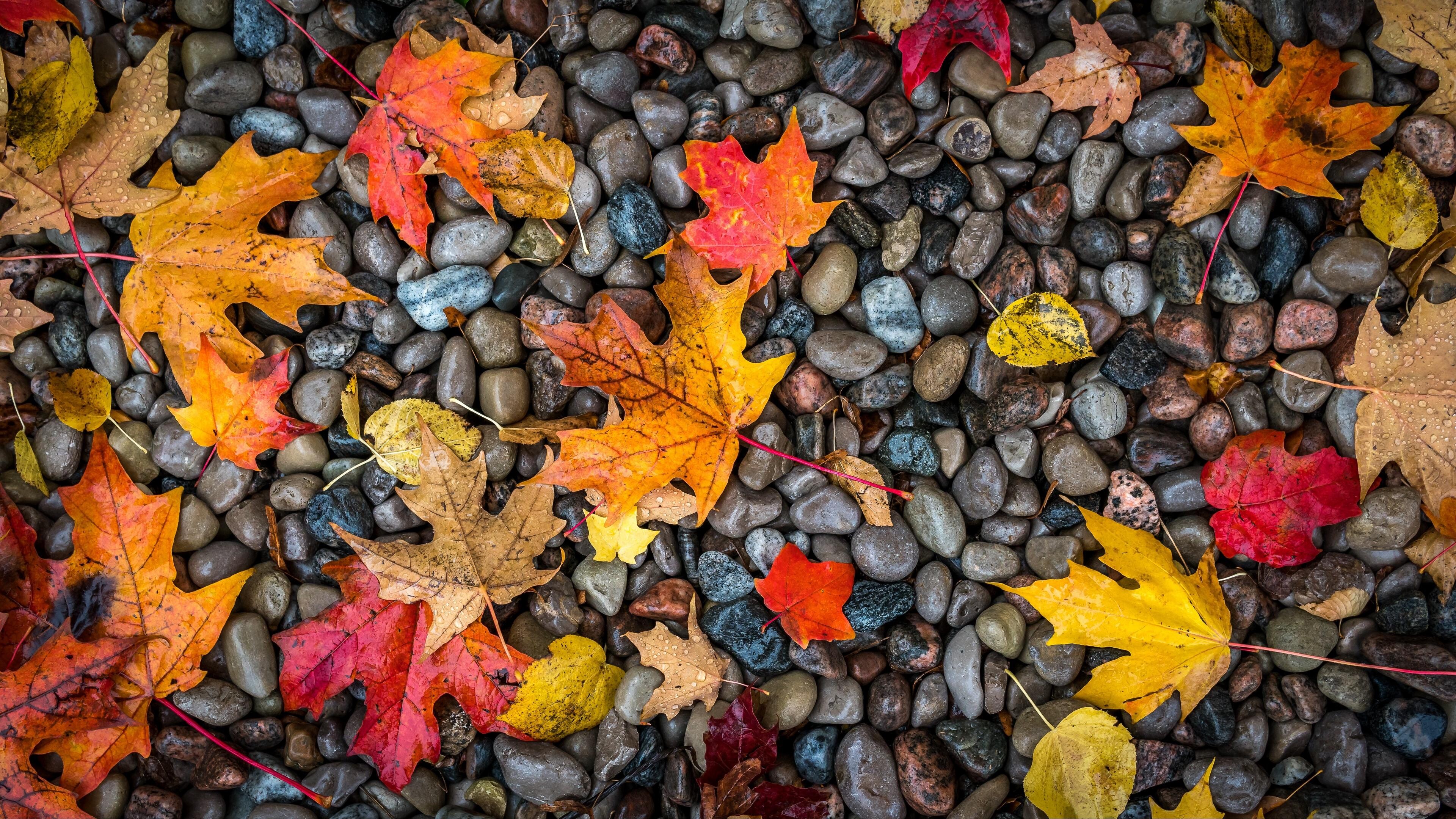 Gold Leaf: Bright multicolored maple leaves on the smooth stones, Trees shedding their foliage. 3840x2160 4K Wallpaper.