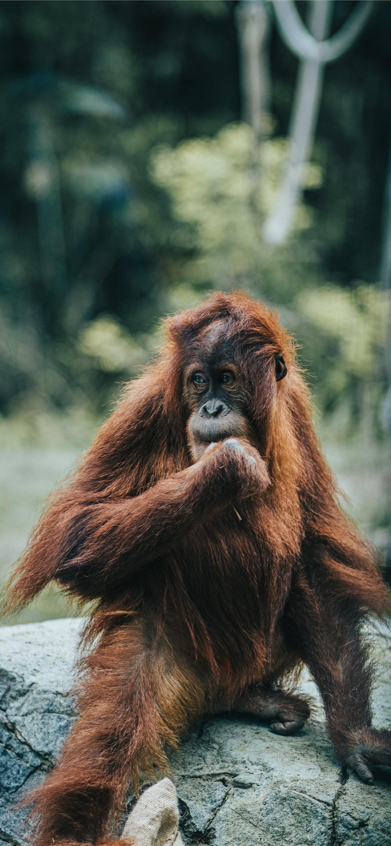 Orangutan, Intelligent primate, Tropical rainforest, Wildlife conservation, 1290x2780 HD Phone