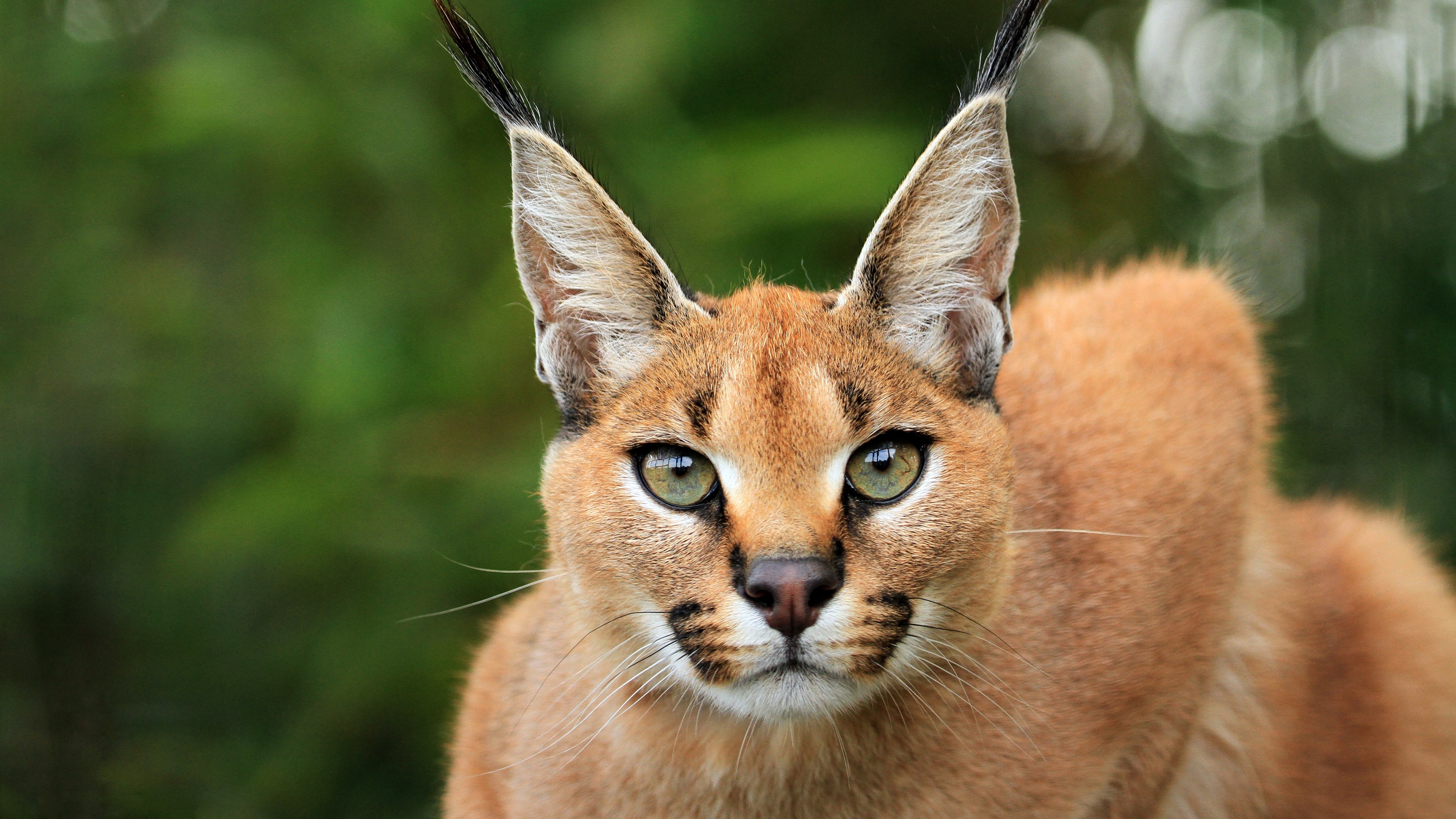 Caracal in 4K, Captivating feline, Enigmatic eyes, Nature's fierce guardian, 3840x2160 4K Desktop