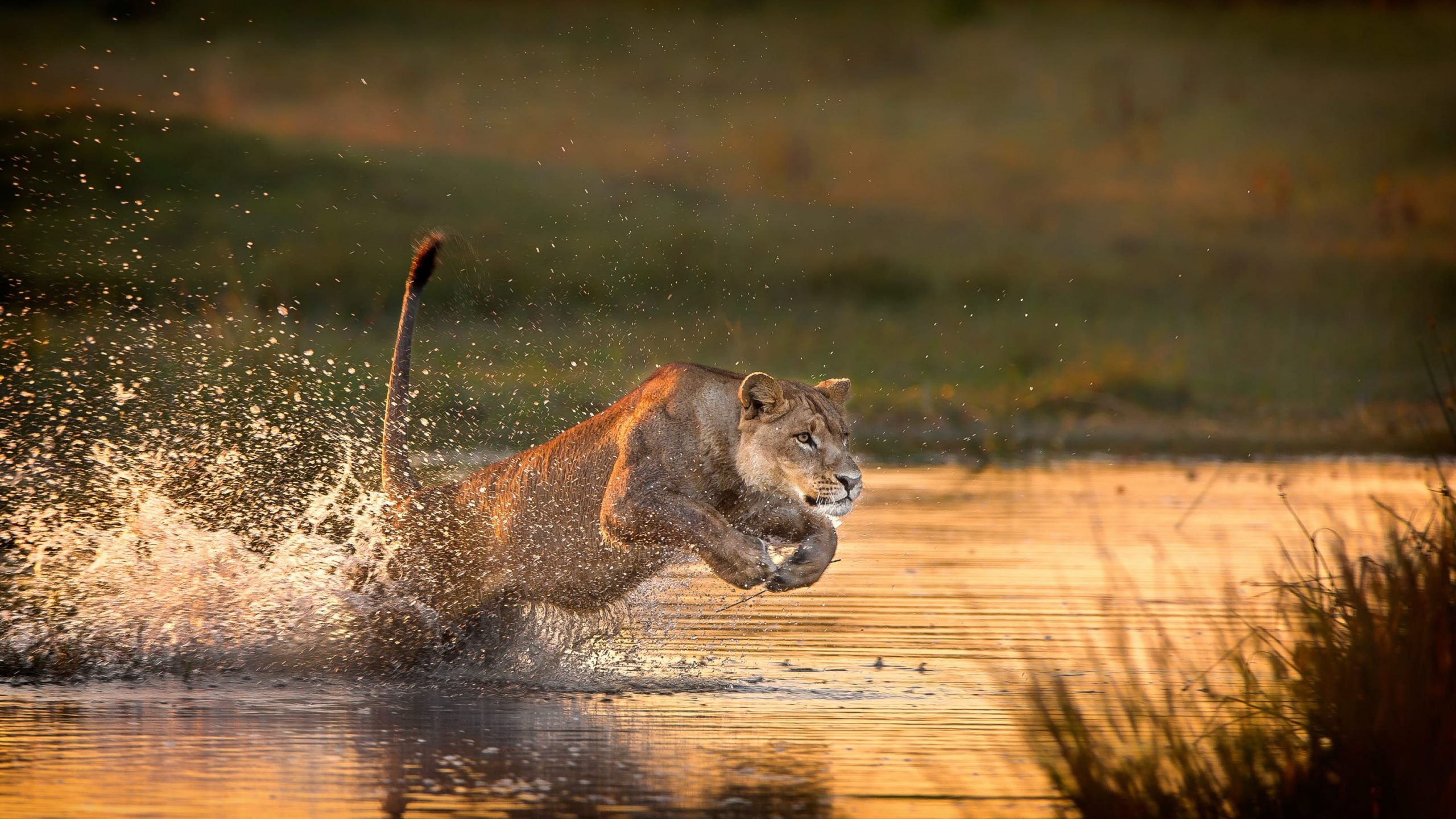 Safari im Okavango-Delta, 2560x1440 HD Desktop